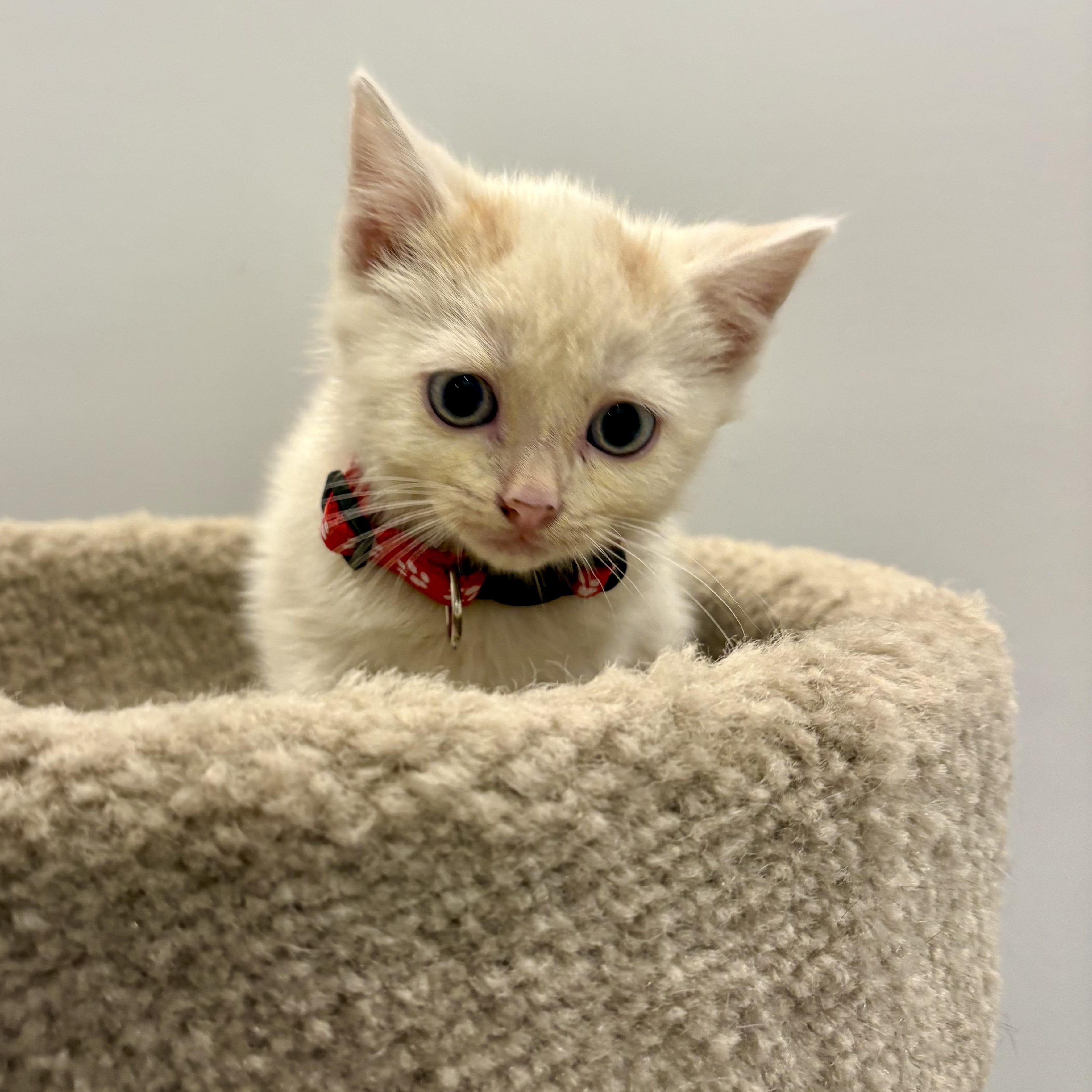 Enlarge Abricot, a Adoptable Domestic Short Hair in Wakefield, QC image 3/5
