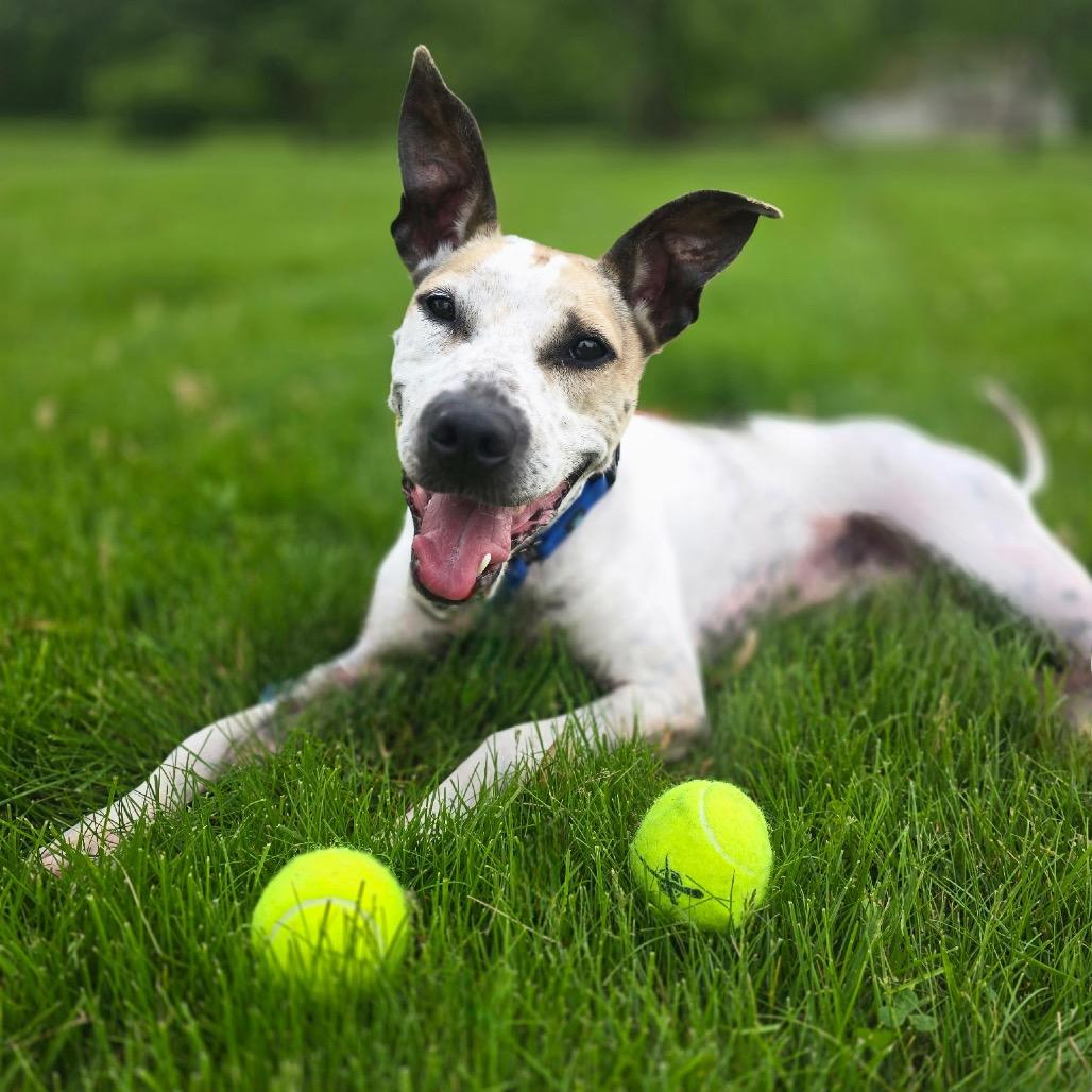 Chicken Wing aka Chino, Adoptable, Adult Male Pit Bull Terrier & Boxer.