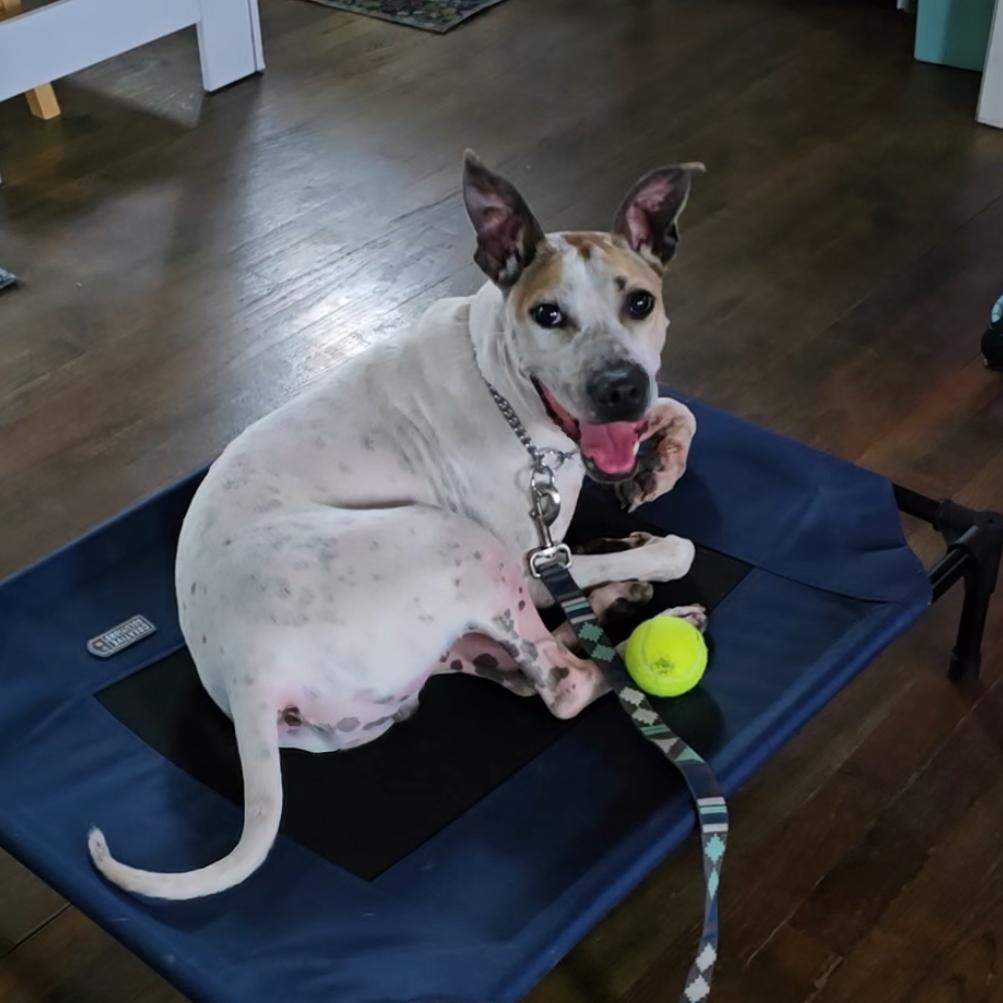 Enlarge Chicken Wing aka Chino, a Adoptable mixed breed in Avon, OH image 2/6