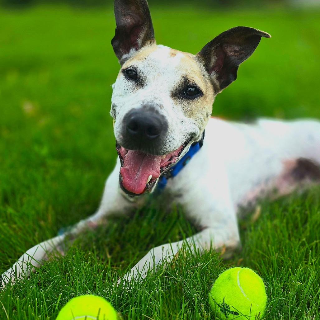 Enlarge Chicken Wing aka Chino, a Adoptable mixed breed in Avon, OH image 3/6