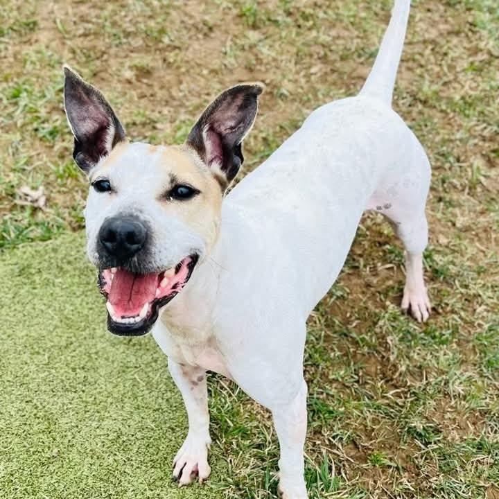 Enlarge Chicken Wing aka Chino, a Adoptable mixed breed in Avon, OH image 4/6