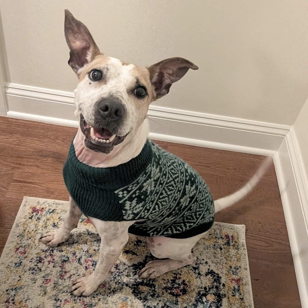 Enlarge Chicken Wing aka Chino, a Adoptable mixed breed in Avon, OH image 5/6