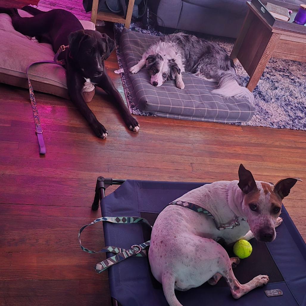 Enlarge Chicken Wing aka Chino, a Adoptable mixed breed in Avon, OH image 6/6