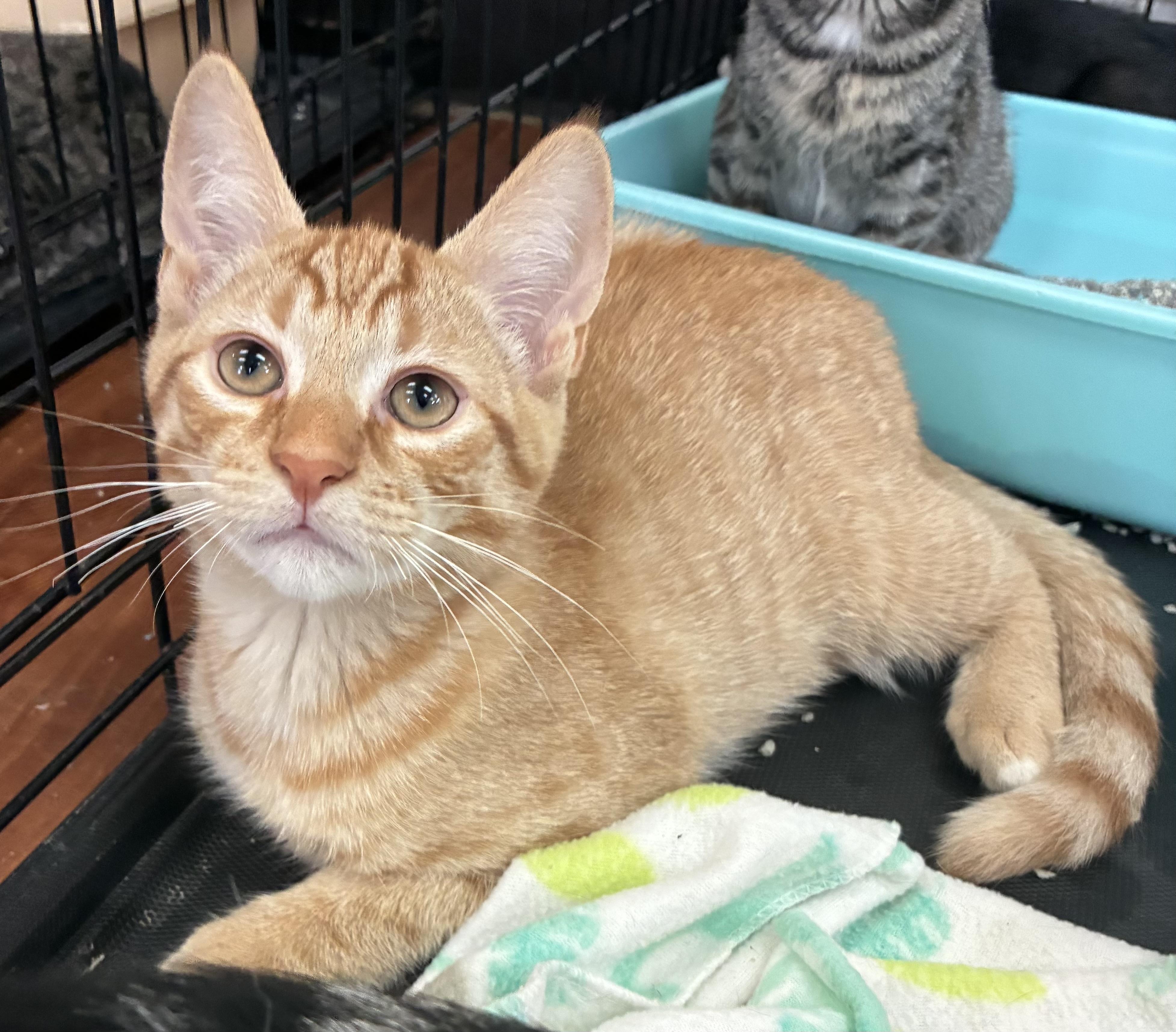 Enlarge Creamsicle, a ADOPTABLE Domestic Short Hair in Breinigsville, PA image 1/2