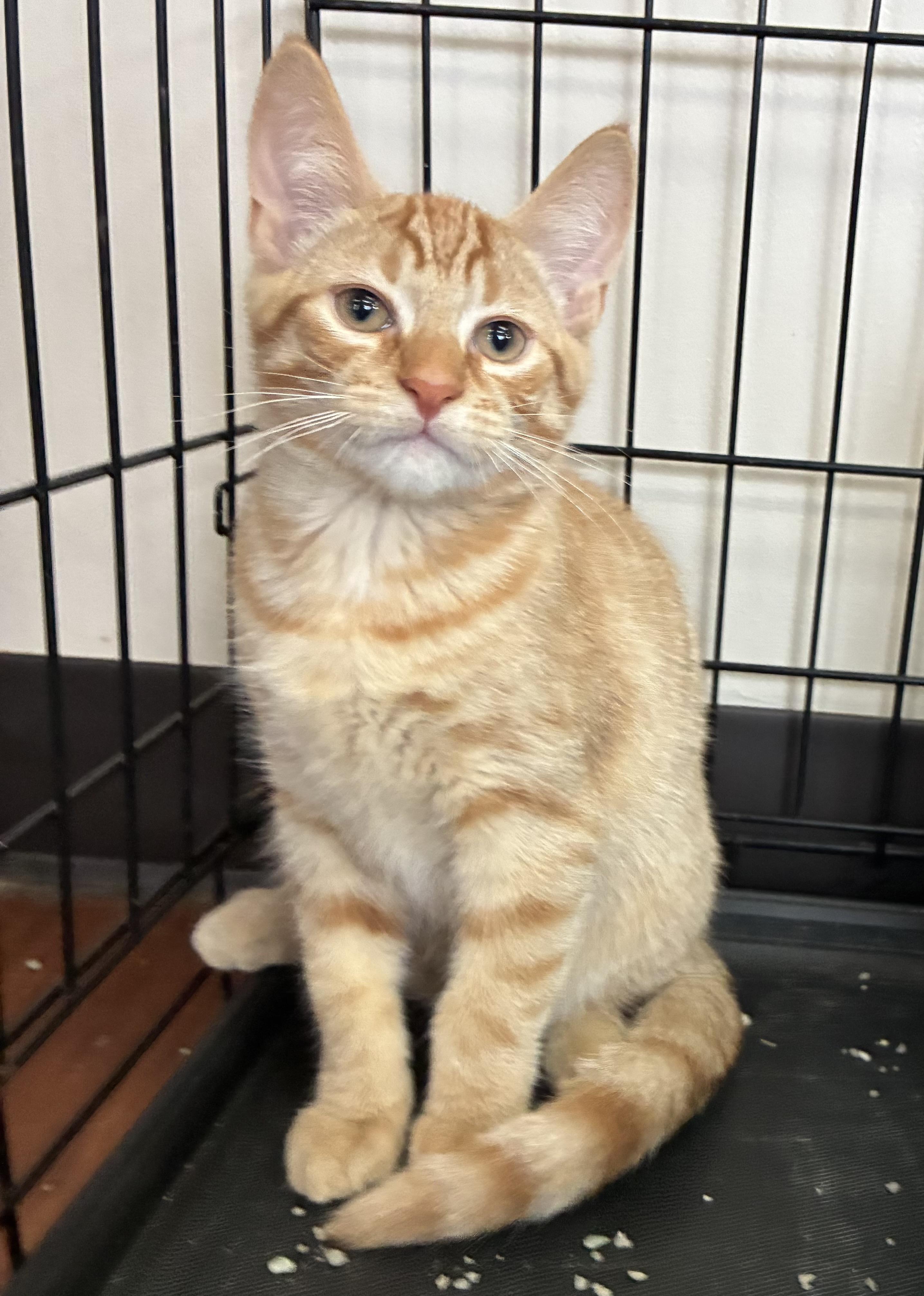 Enlarge Creamsicle, a ADOPTABLE Domestic Short Hair in Breinigsville, PA image 2/2