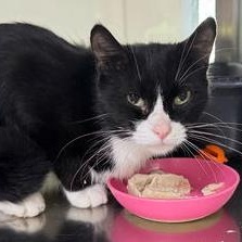 Enlarge Gwen, an adopted Domestic Short Hair in Minneapolis, MN image 3/3