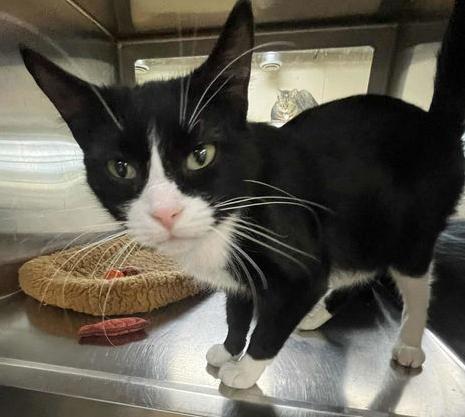 Enlarge Gwen, an adopted Domestic Short Hair in Minneapolis, MN image 2/3