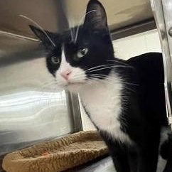 Enlarge Gwen, an adopted Domestic Short Hair in Minneapolis, MN image 1/3