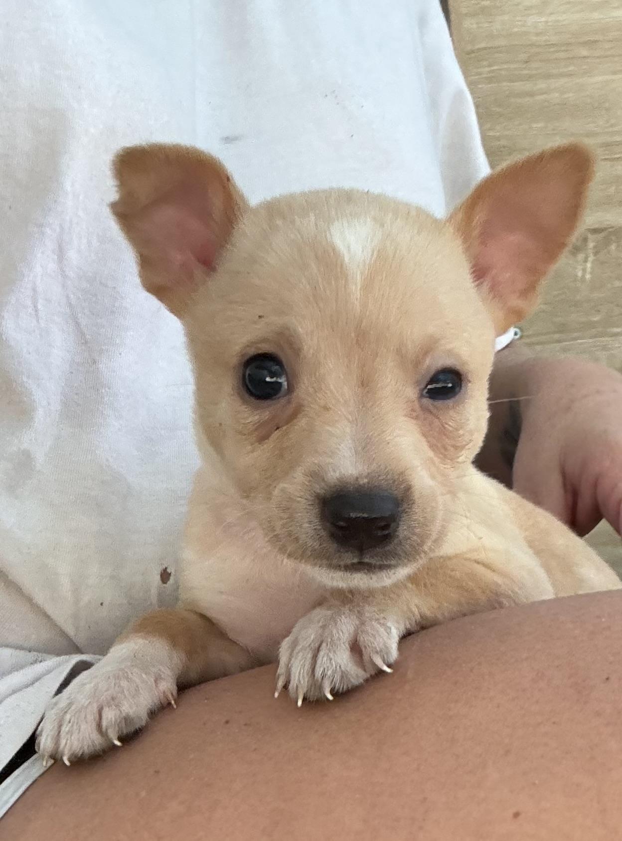 Enlarge Kiki (small body big heart), a Adoptable mixed breed in Farmington, CT image 2/6