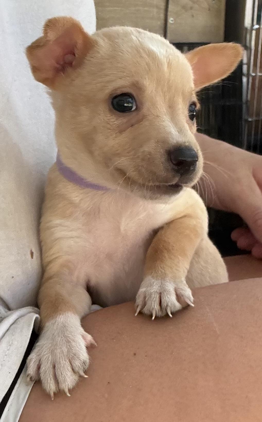 Kiki (small body big heart), Adoptable, Puppy Female Chihuahua & Jack Russell Terrier.