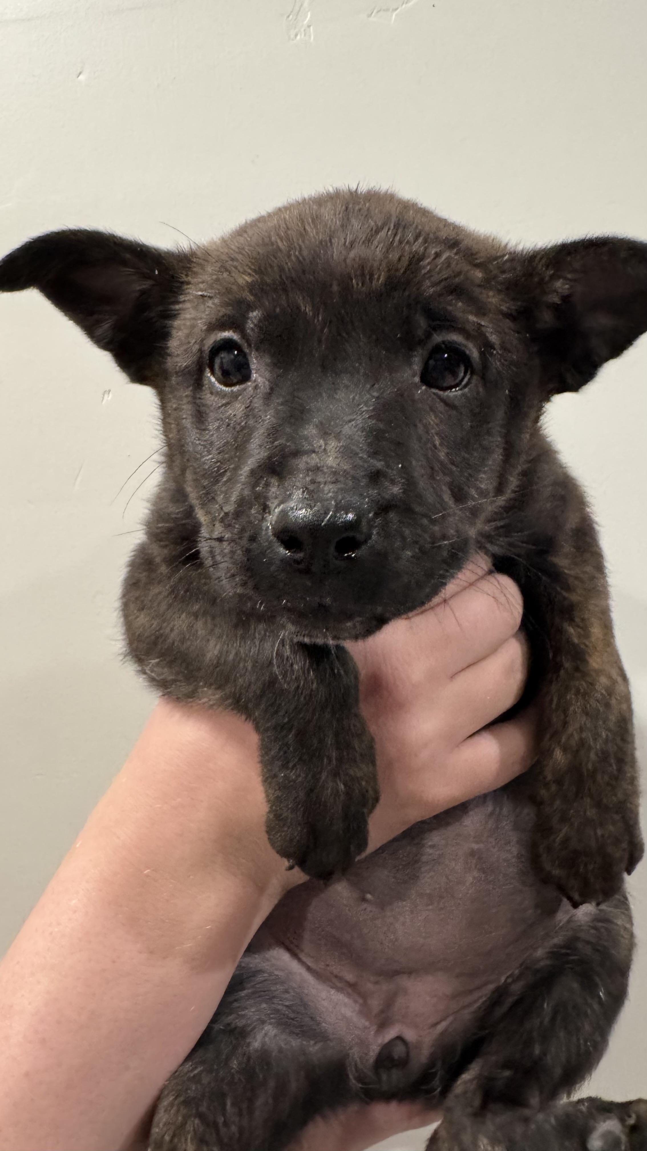 Enlarge Berry, an adopted mixed breed in Rio Rancho, NM image 1/3