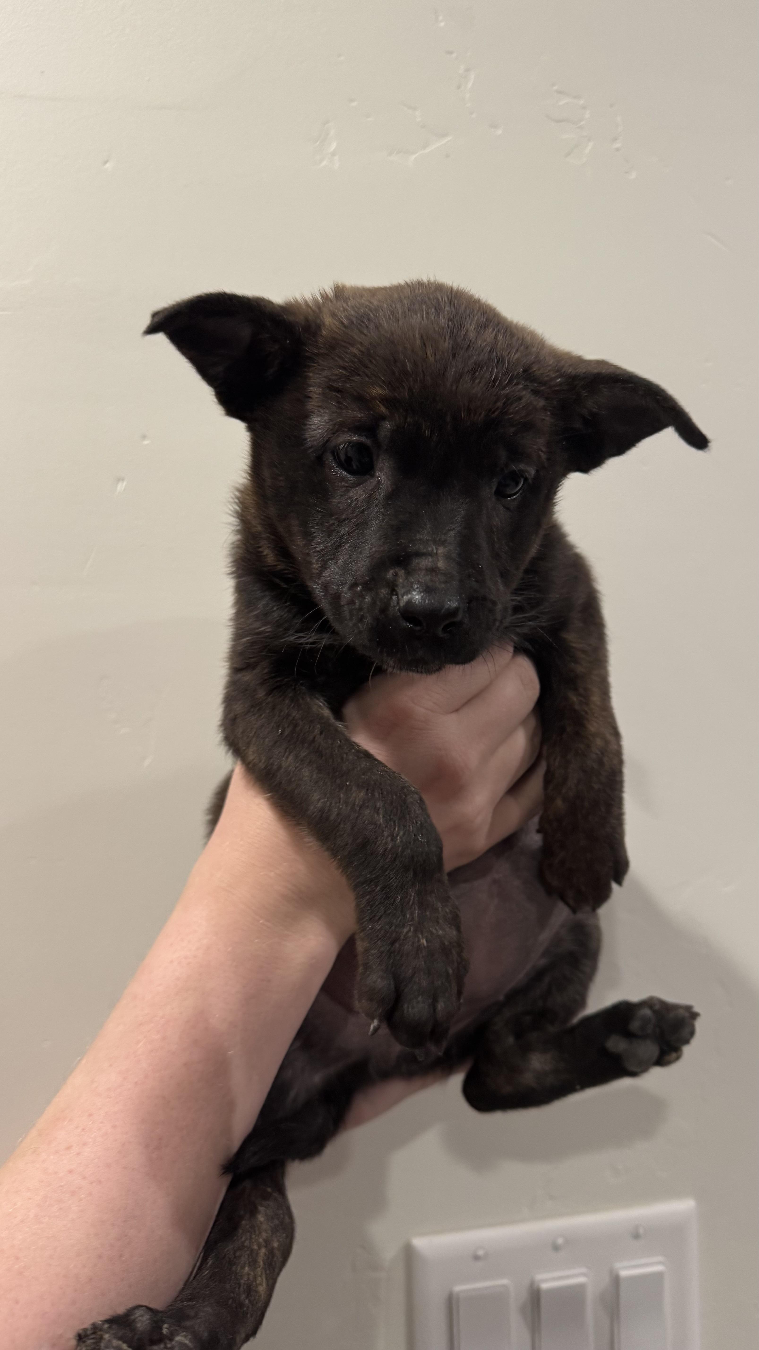 Enlarge Berry, an adopted mixed breed in Rio Rancho, NM image 3/3