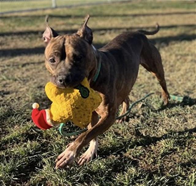 CORNUCOPIA, Adoptable, Adult Female American Staffordshire Terrier & Mixed Breed.