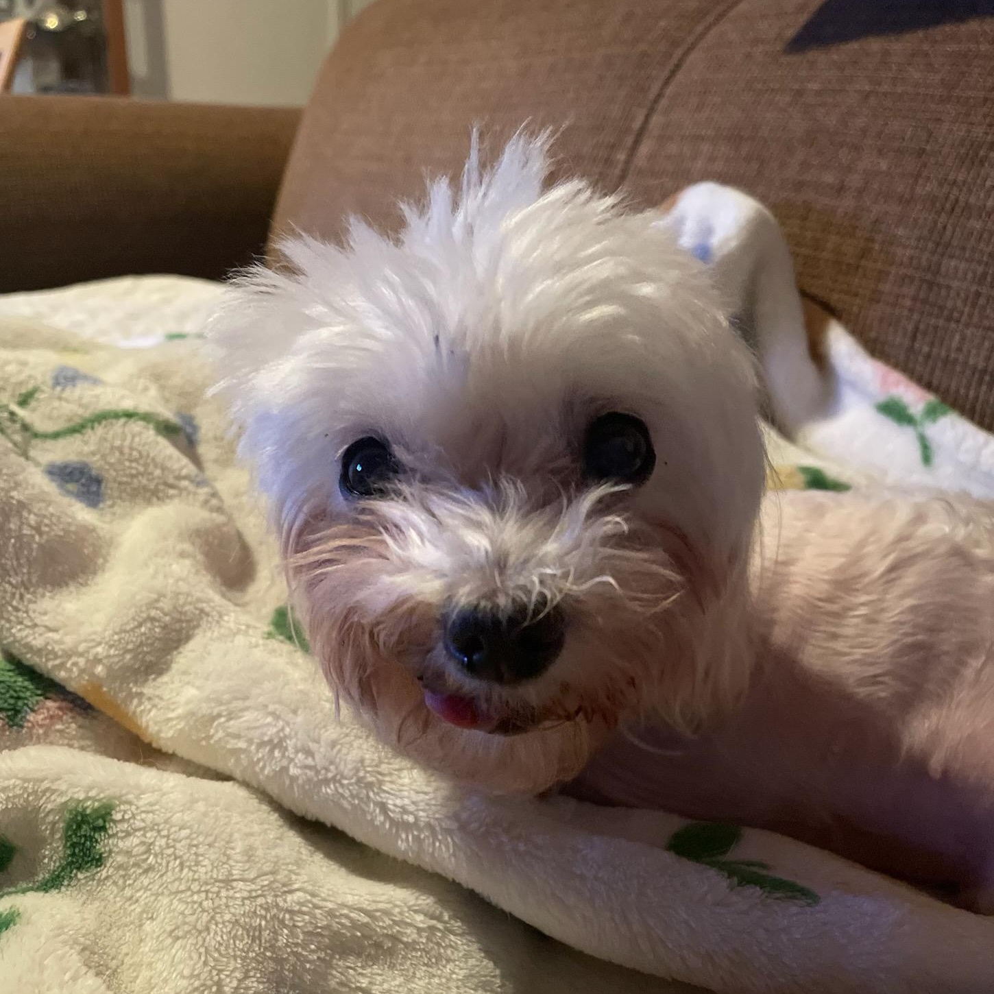 Enlarge Lacey Loo Who, a ADOPTABLE Maltipoo in Greenville, SC image 3/4
