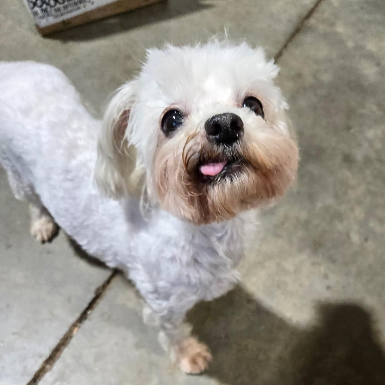 Enlarge Lacey Loo Who, a ADOPTABLE Maltipoo in Greenville, SC image 2/4
