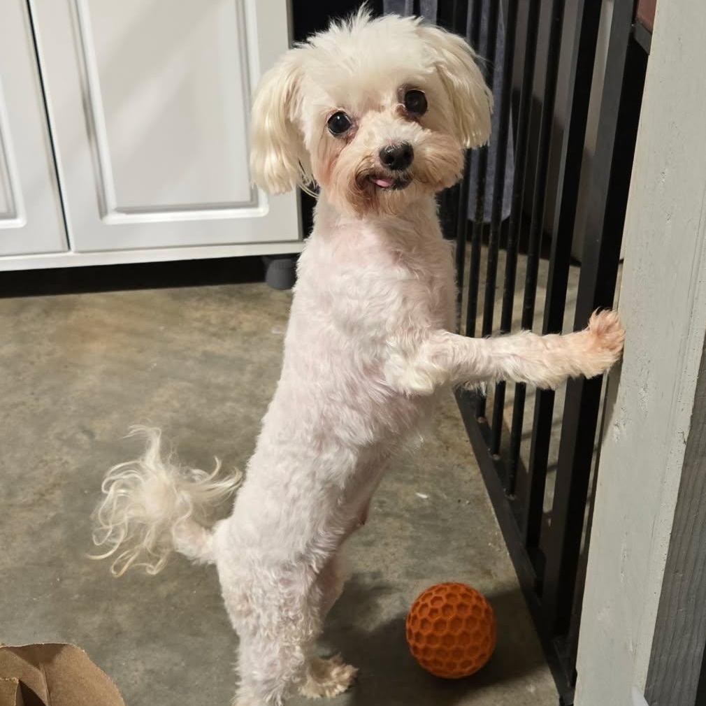 Enlarge Lacey Loo Who, a ADOPTABLE Maltipoo in Greenville, SC image 4/4