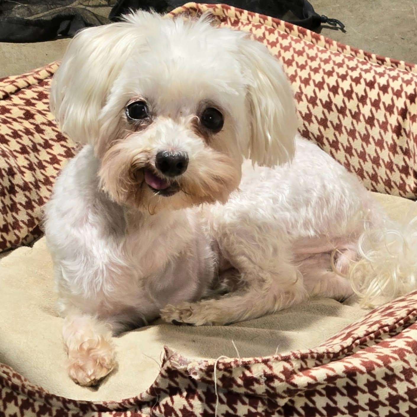 Lacey Loo Who, ADOPTABLE, Senior Female Maltipoo.