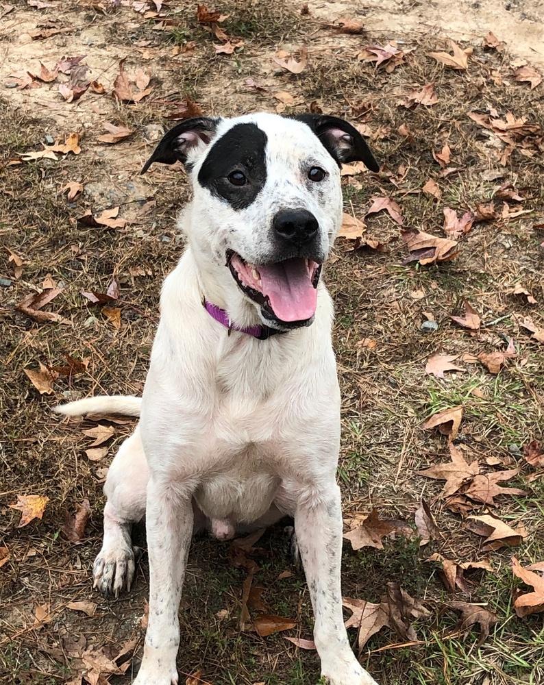 Echo, Adopted, Young Male Catahoula Leopard Dog.
