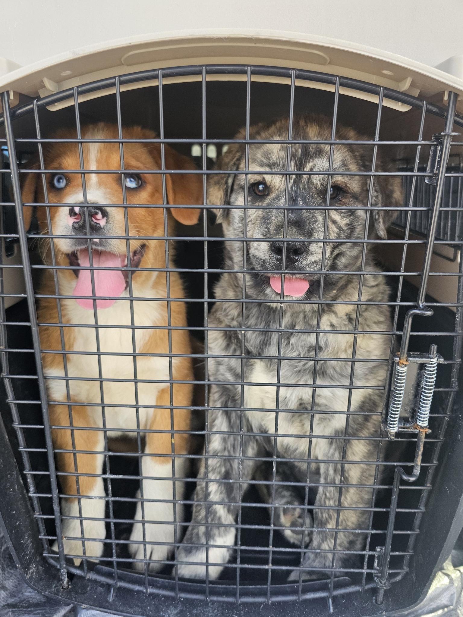 Enlarge Antonio, an adopted Mountain Cur in Fort Payne, AL image 2/2