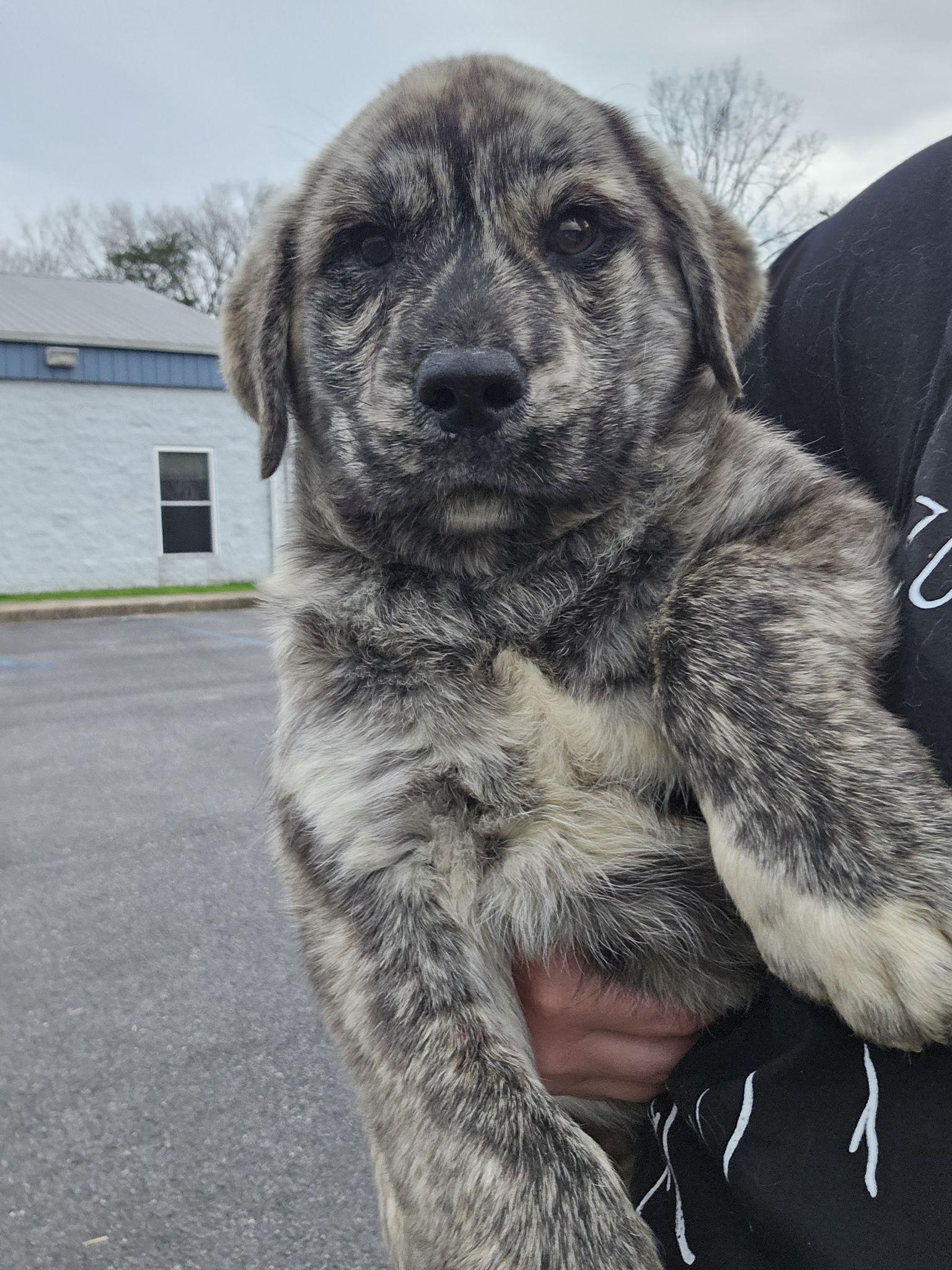 Enlarge Antonio, an adopted Mountain Cur in Fort Payne, AL image 1/2