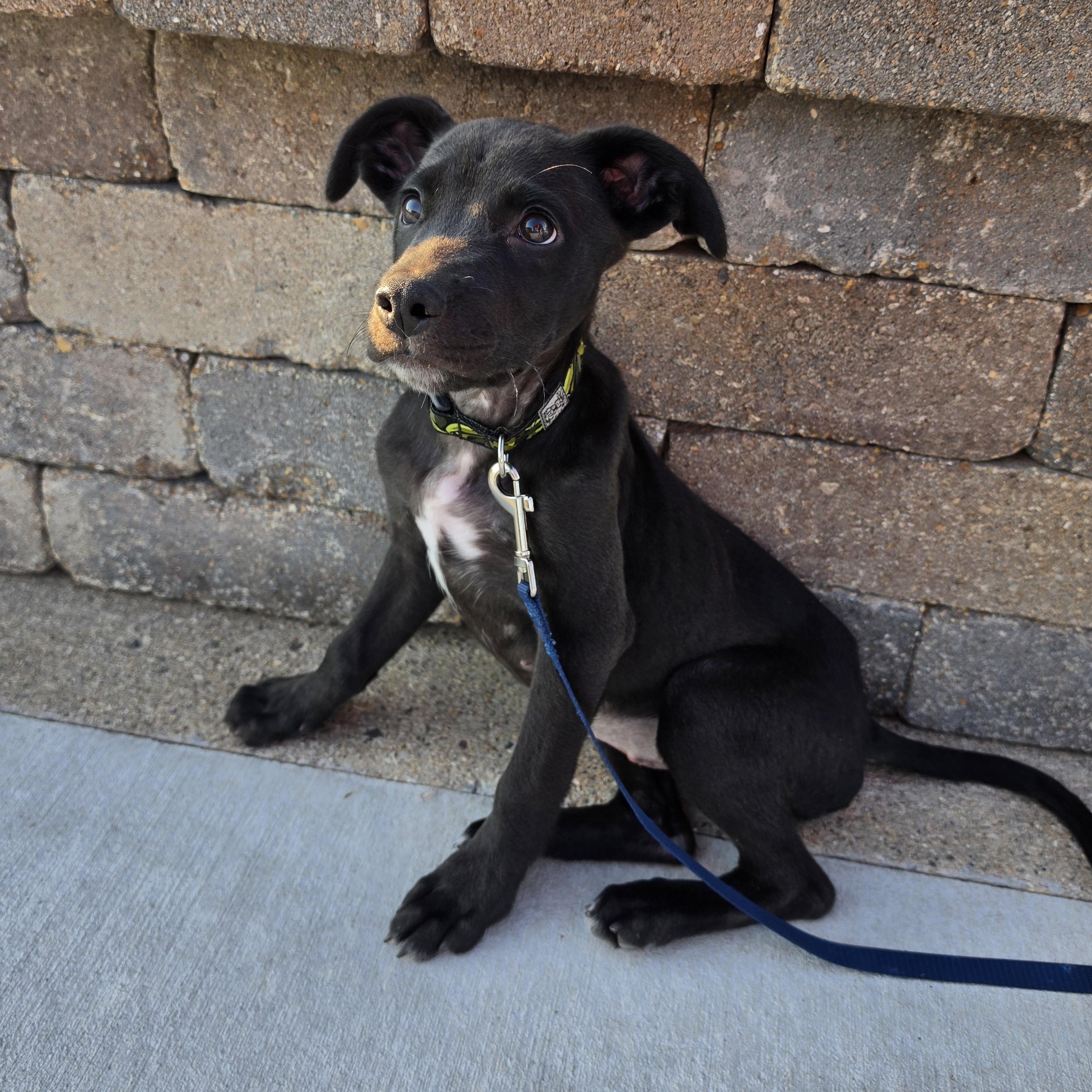 Enlarge Belle, a ADOPTABLE mixed breed in East Peoria, IL image 2/5