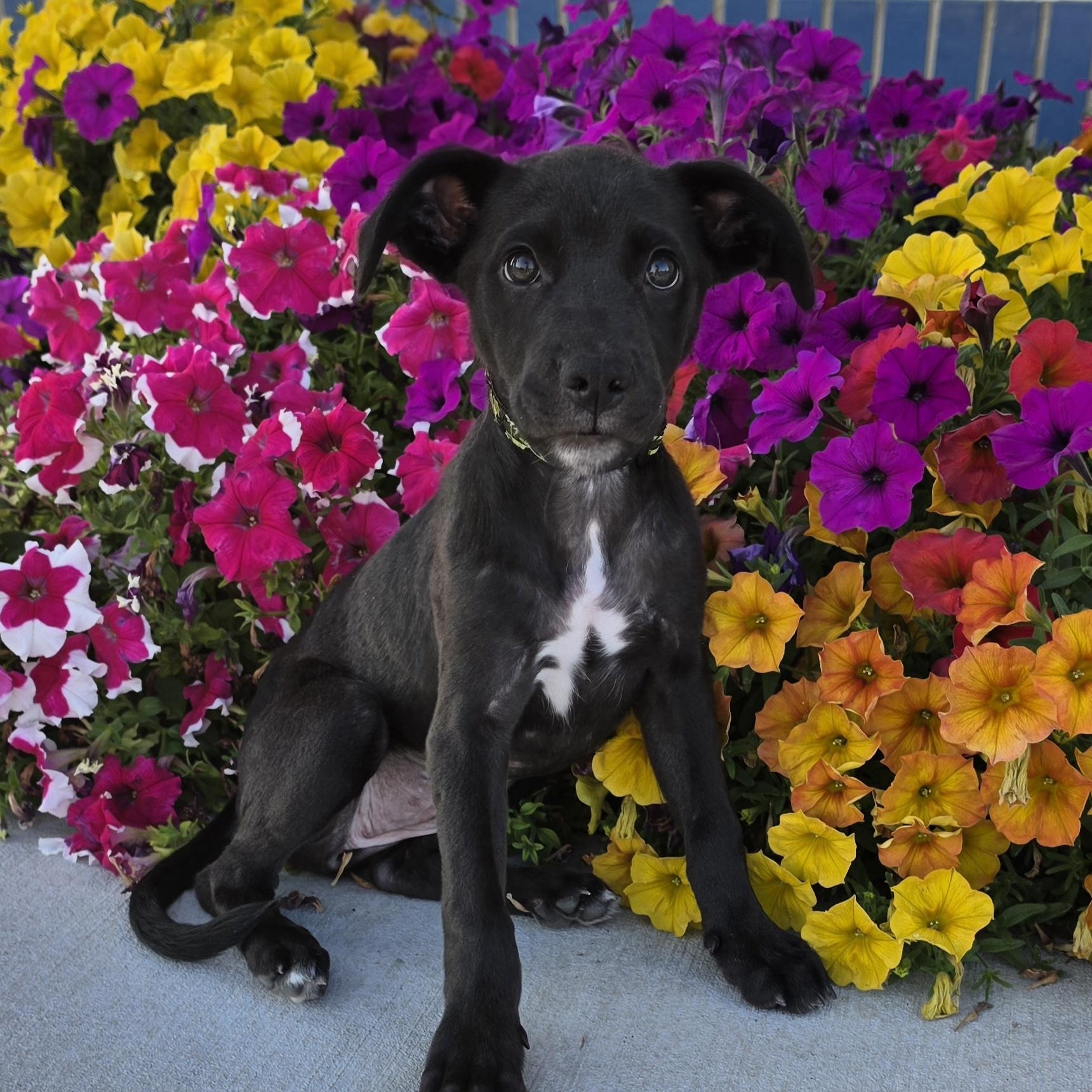 Enlarge Belle, a ADOPTABLE mixed breed in East Peoria, IL image 3/5