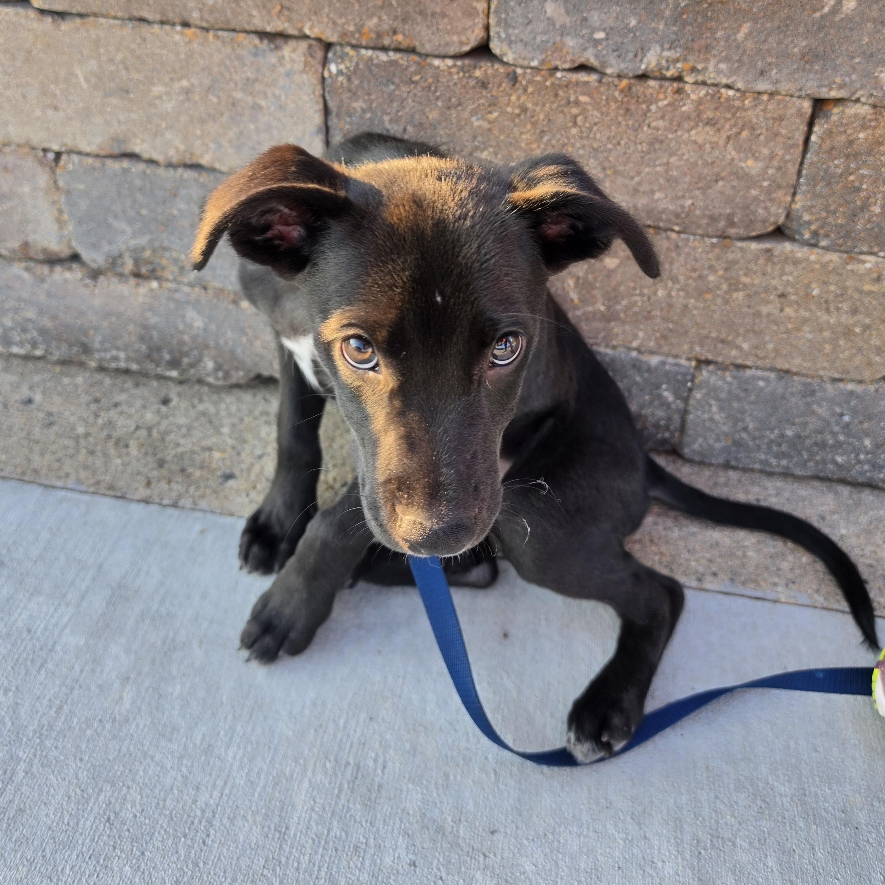 Enlarge Belle, a ADOPTABLE mixed breed in East Peoria, IL image 4/5