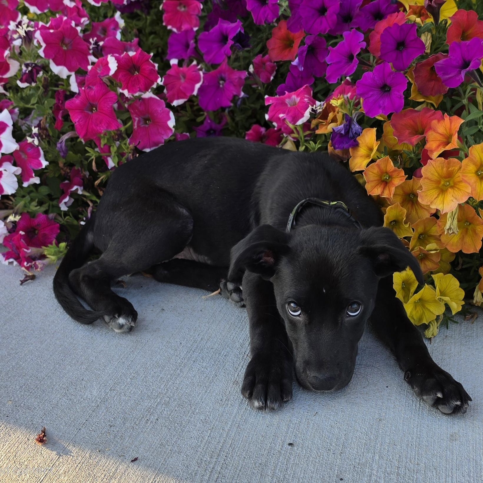 Enlarge Belle, a ADOPTABLE mixed breed in East Peoria, IL image 5/5