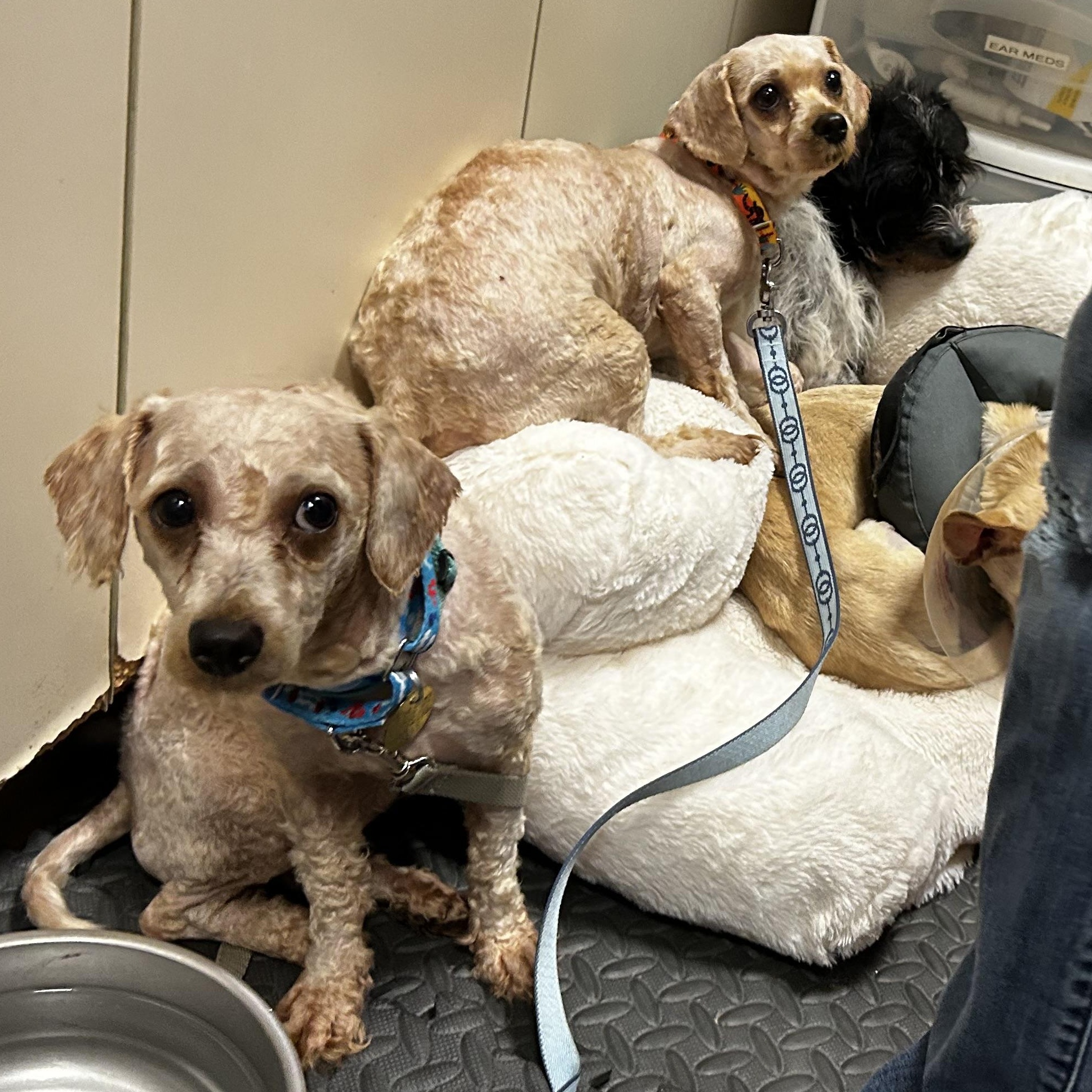 Vanessa, an adoptable Miniature Poodle, Cockapoo in Oak Ridge, NJ, 07438 | Photo Image 3