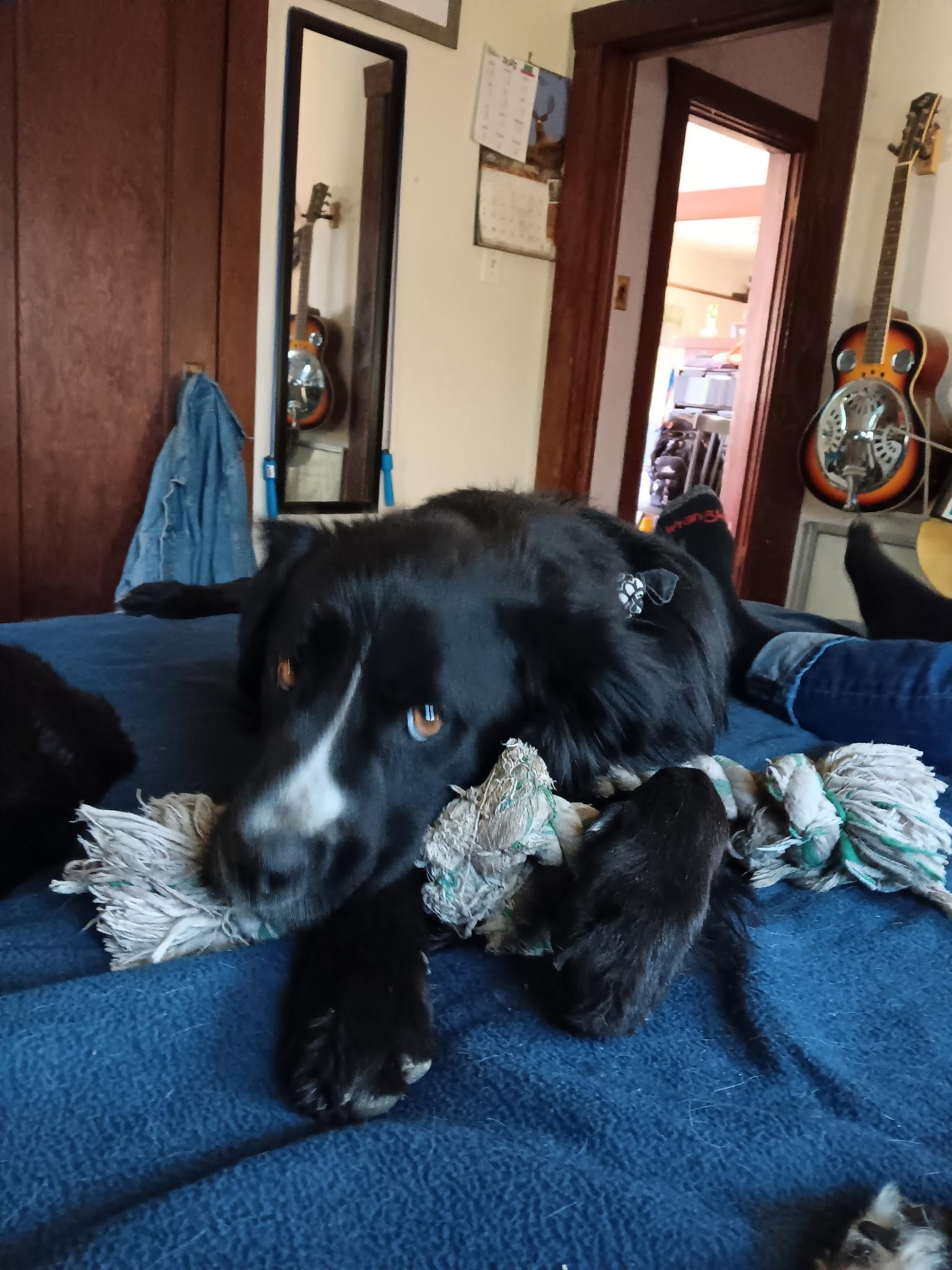 Scout, an adoptable Border Collie in Pocatello, ID, 83201 | Photo Image 1