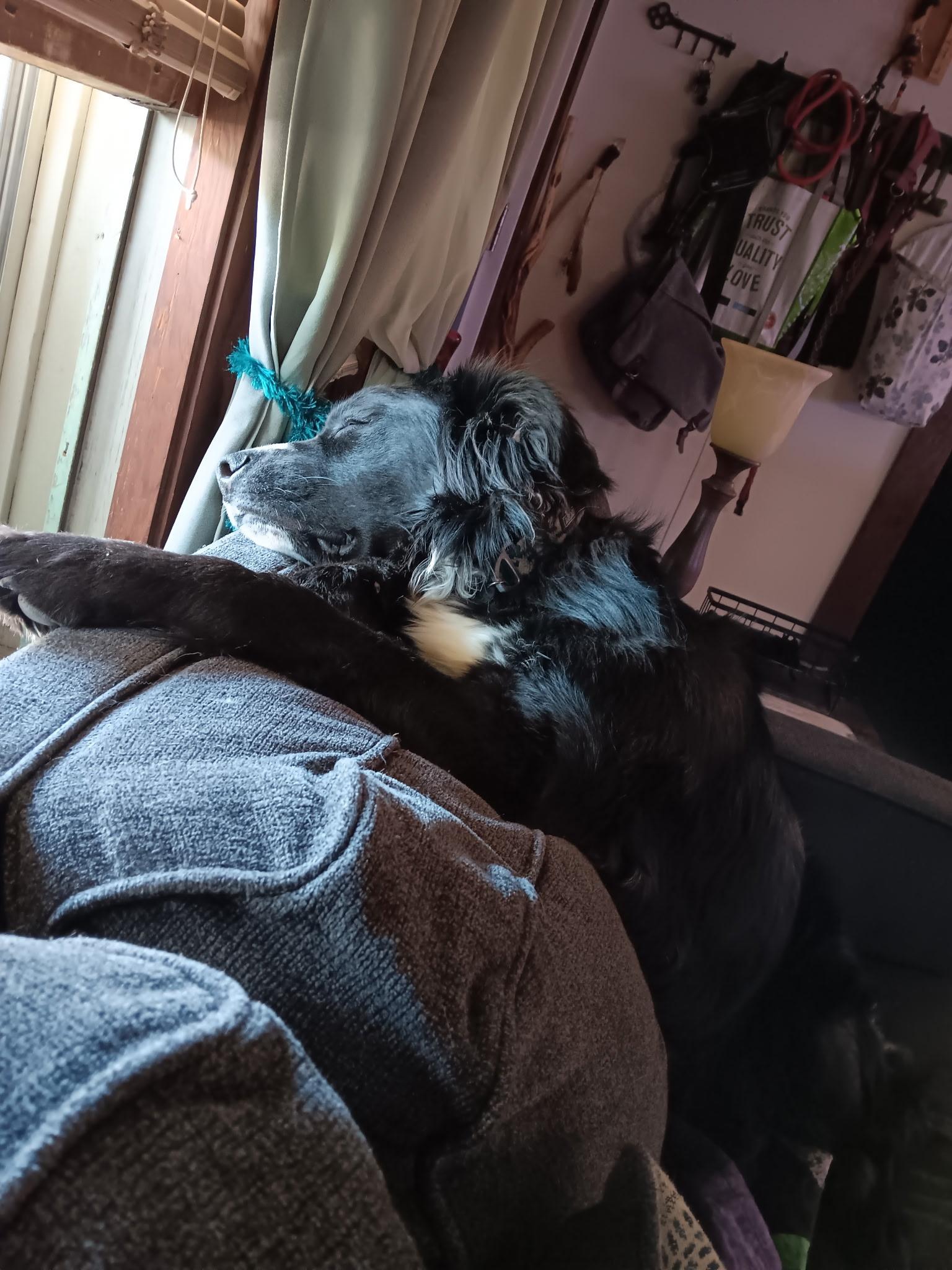 Scout, an adoptable Border Collie in Pocatello, ID, 83201 | Photo Image 3