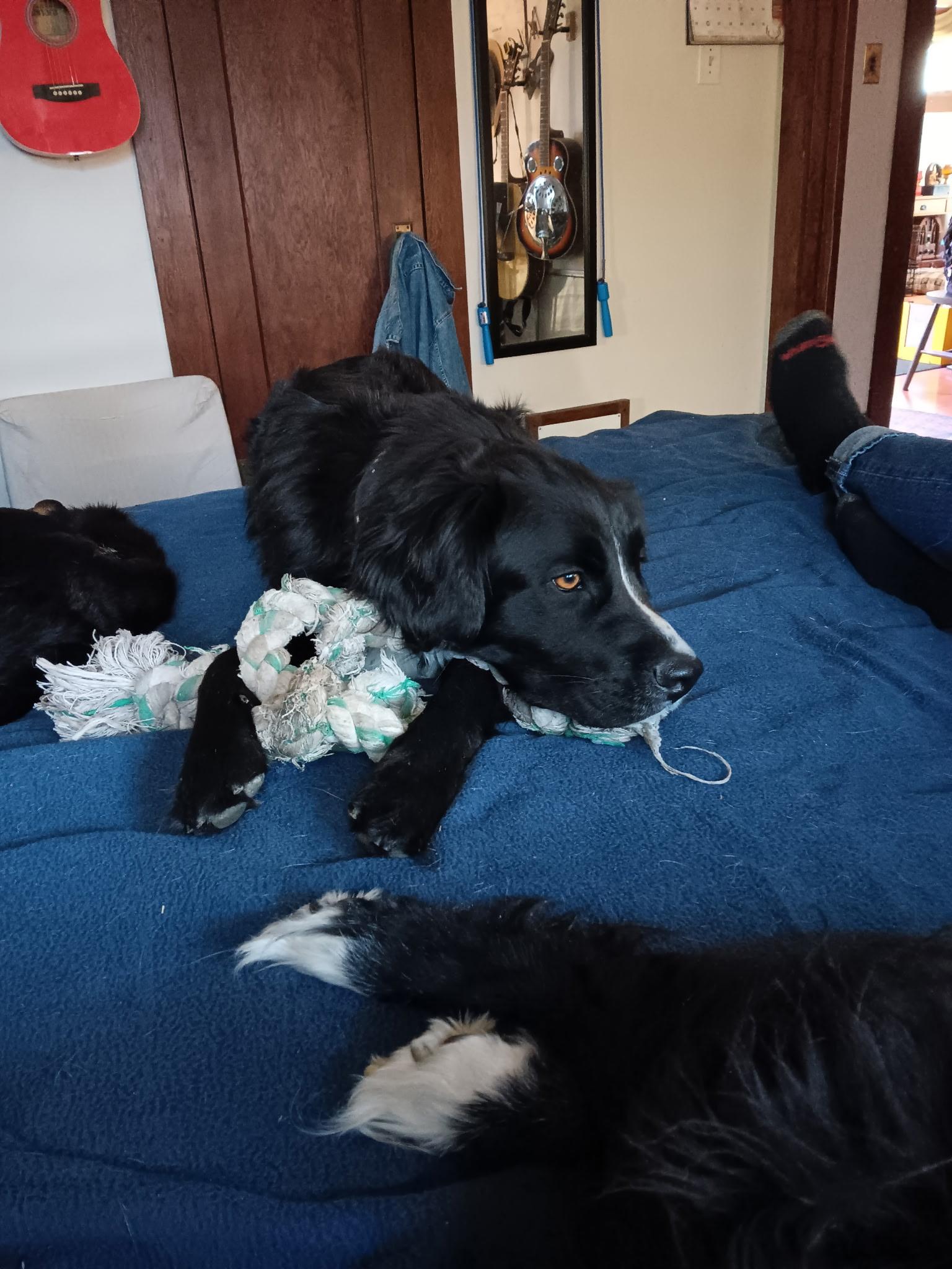 Scout, an adoptable Border Collie in Pocatello, ID, 83201 | Photo Image 4