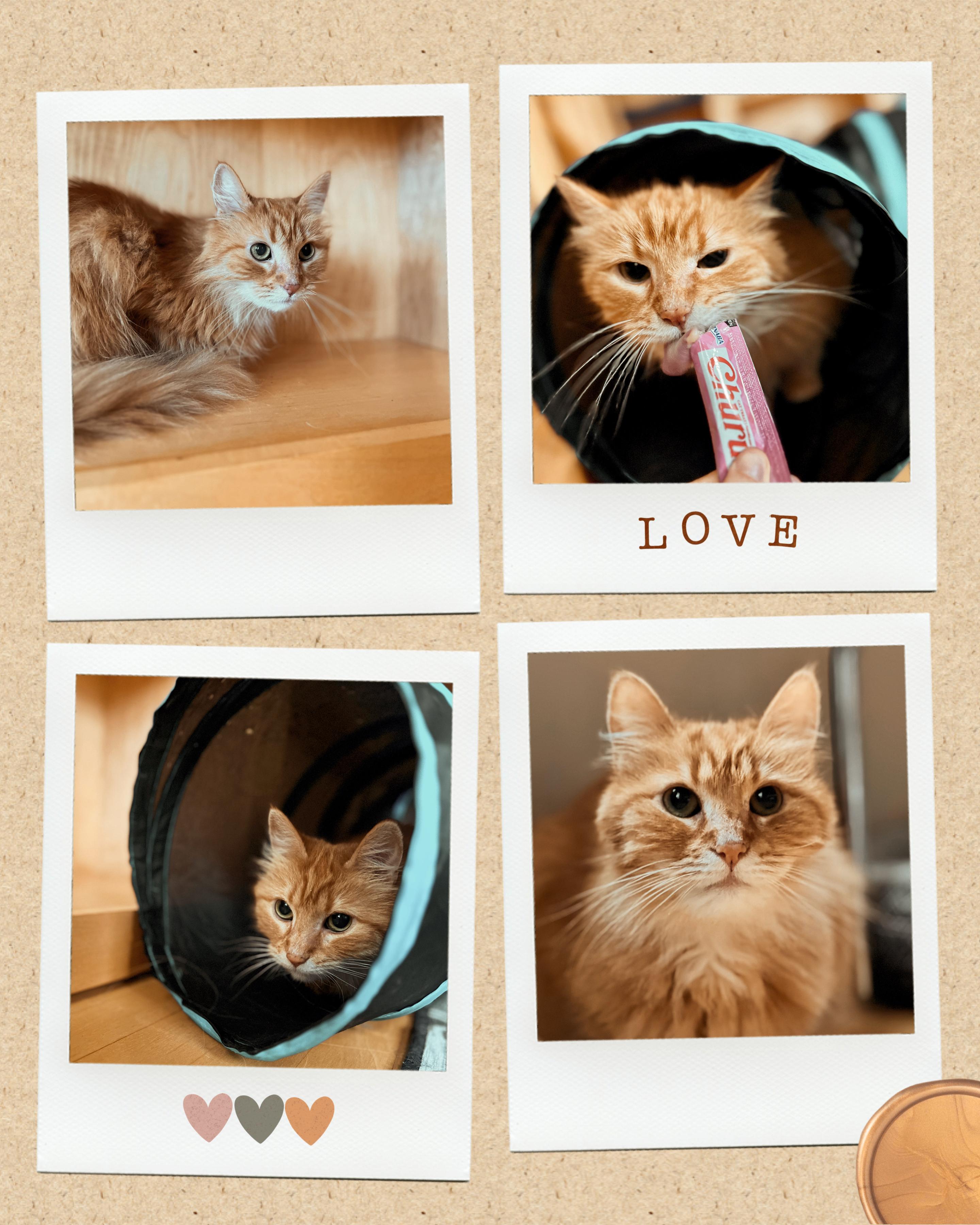 Enlarge Nicholas & Sophie, a Adoptable Norwegian Forest Cat in valparaiso, IN image 1/2