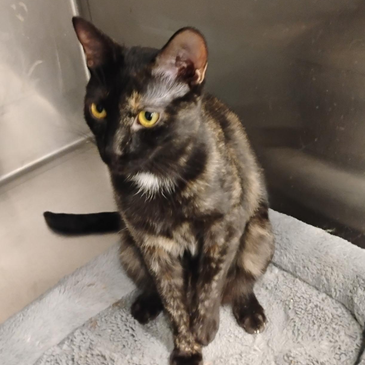 Enlarge Spec (Bonded with sister Truffle), a ADOPTABLE Domestic Short Hair in Clawson, MI image 2/3