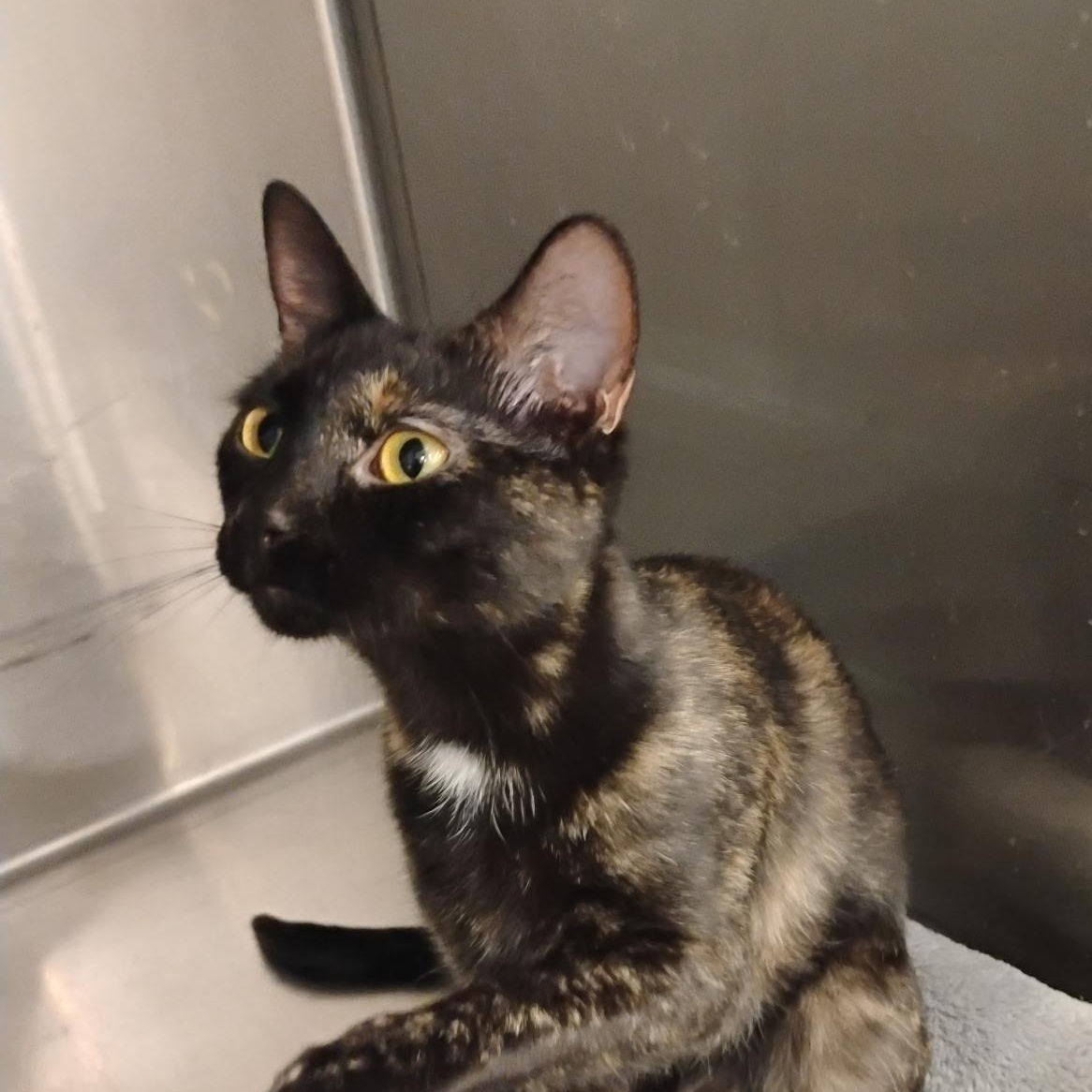 Enlarge Spec (Bonded with sister Truffle), a ADOPTABLE Domestic Short Hair in Clawson, MI image 1/3