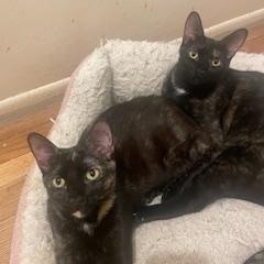 Enlarge Spec (Bonded with sister Truffle), a ADOPTABLE Domestic Short Hair in Clawson, MI image 3/3