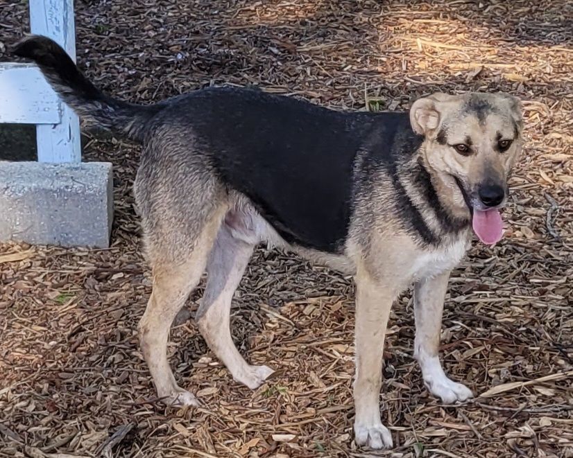 Brady, an adoptable Shepherd in Chiefland, FL, 32626 | Photo Image 2