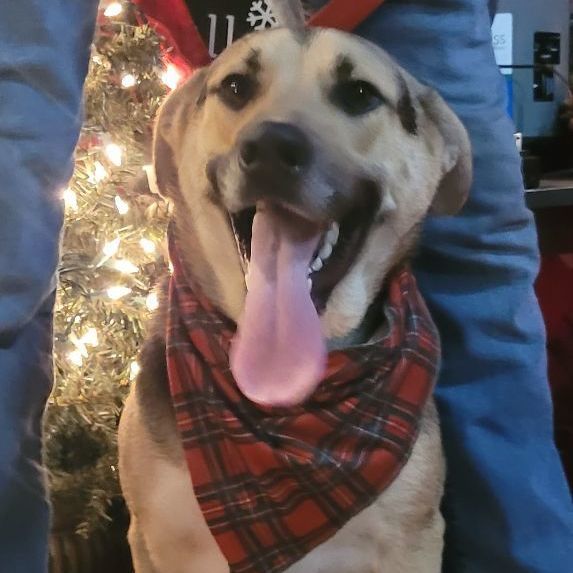 Brady, a Adoptable Shepherd in Chiefland, FL image 3/4