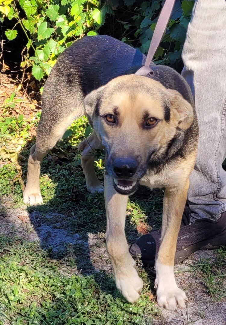 Brady, an adoptable Shepherd in Chiefland, FL, 32626 | Photo Image 4