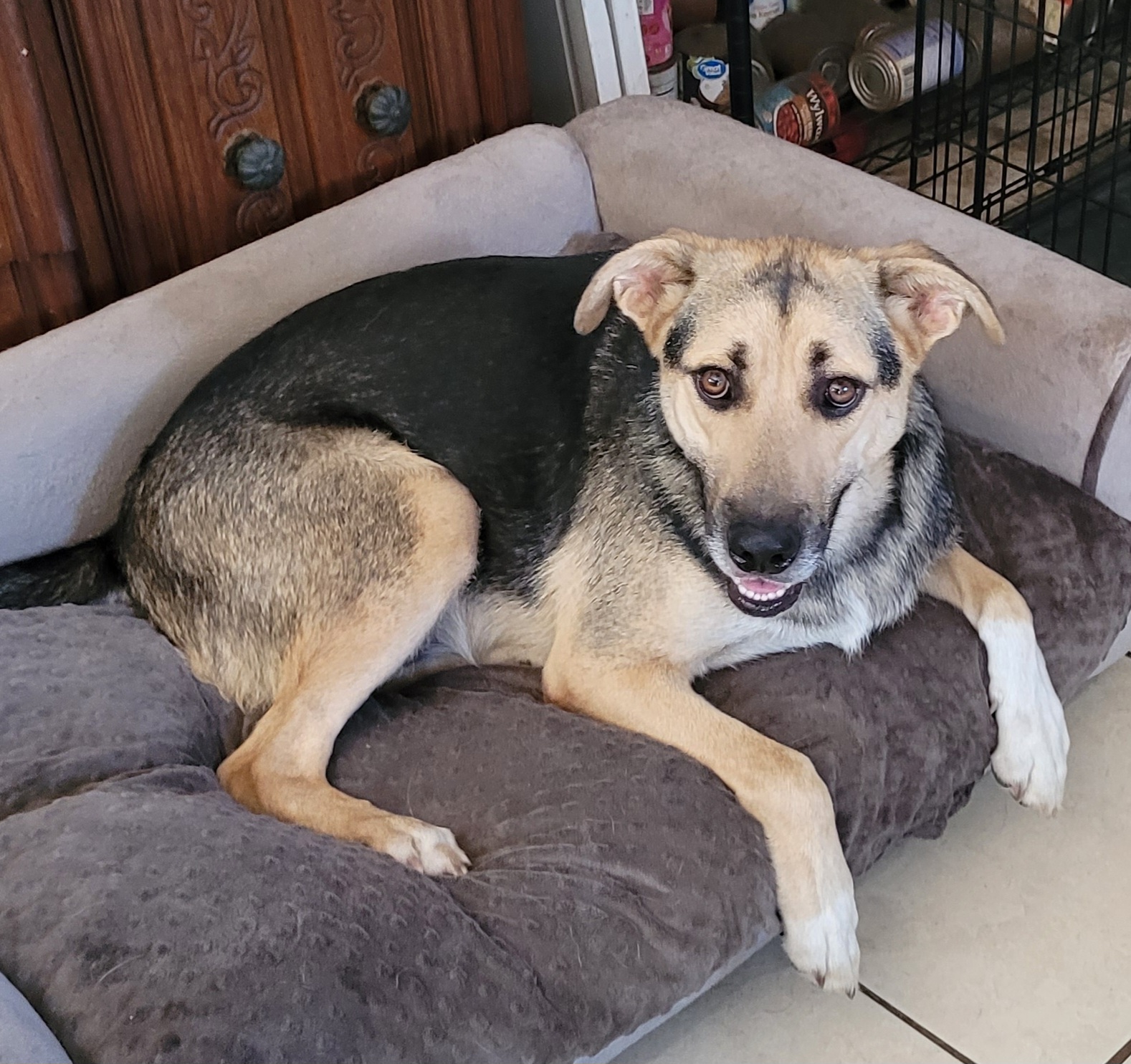 Brady, a Adoptable Shepherd in Chiefland, FL image 1/4