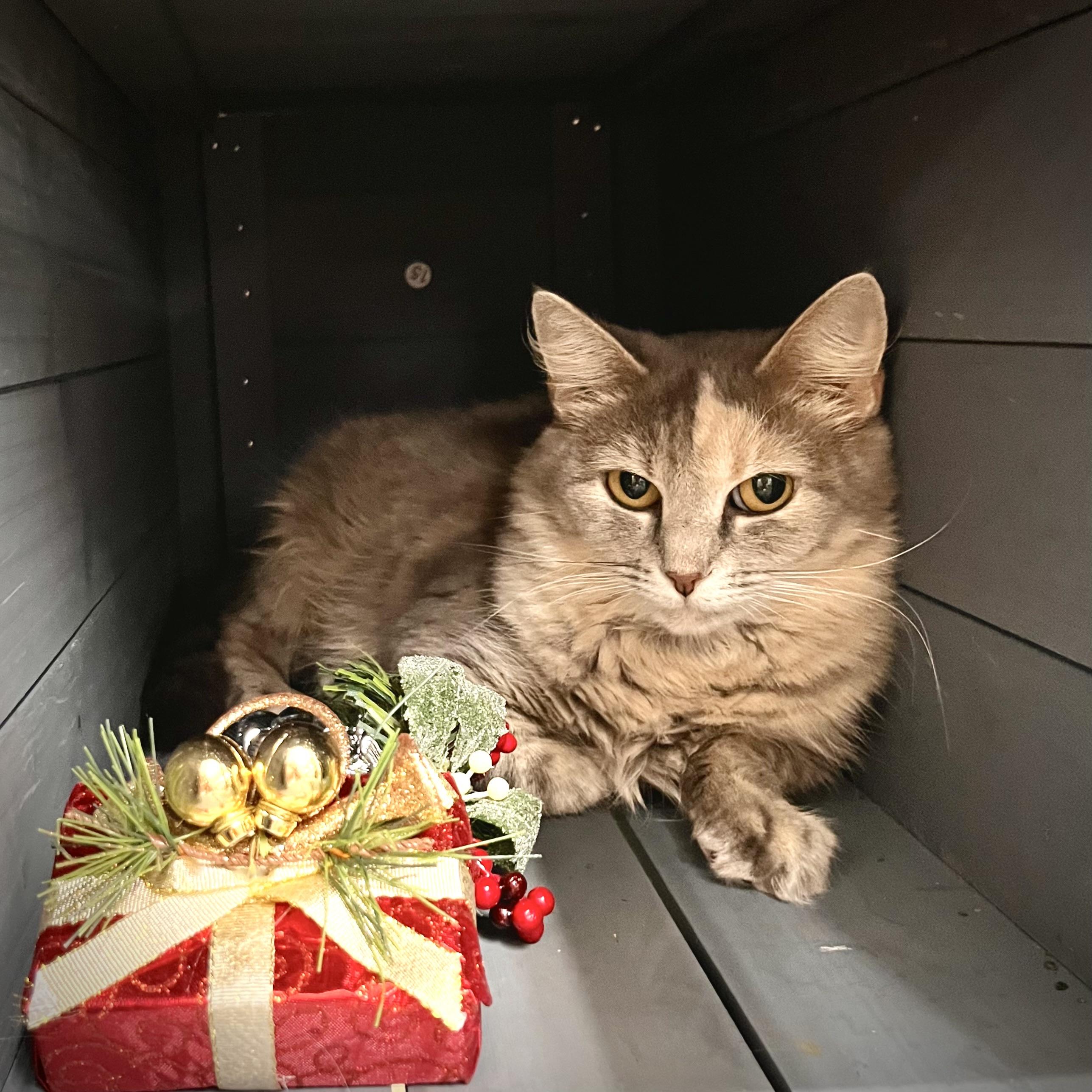 Mae, ADOPTABLE, Adult Female Domestic Long Hair.