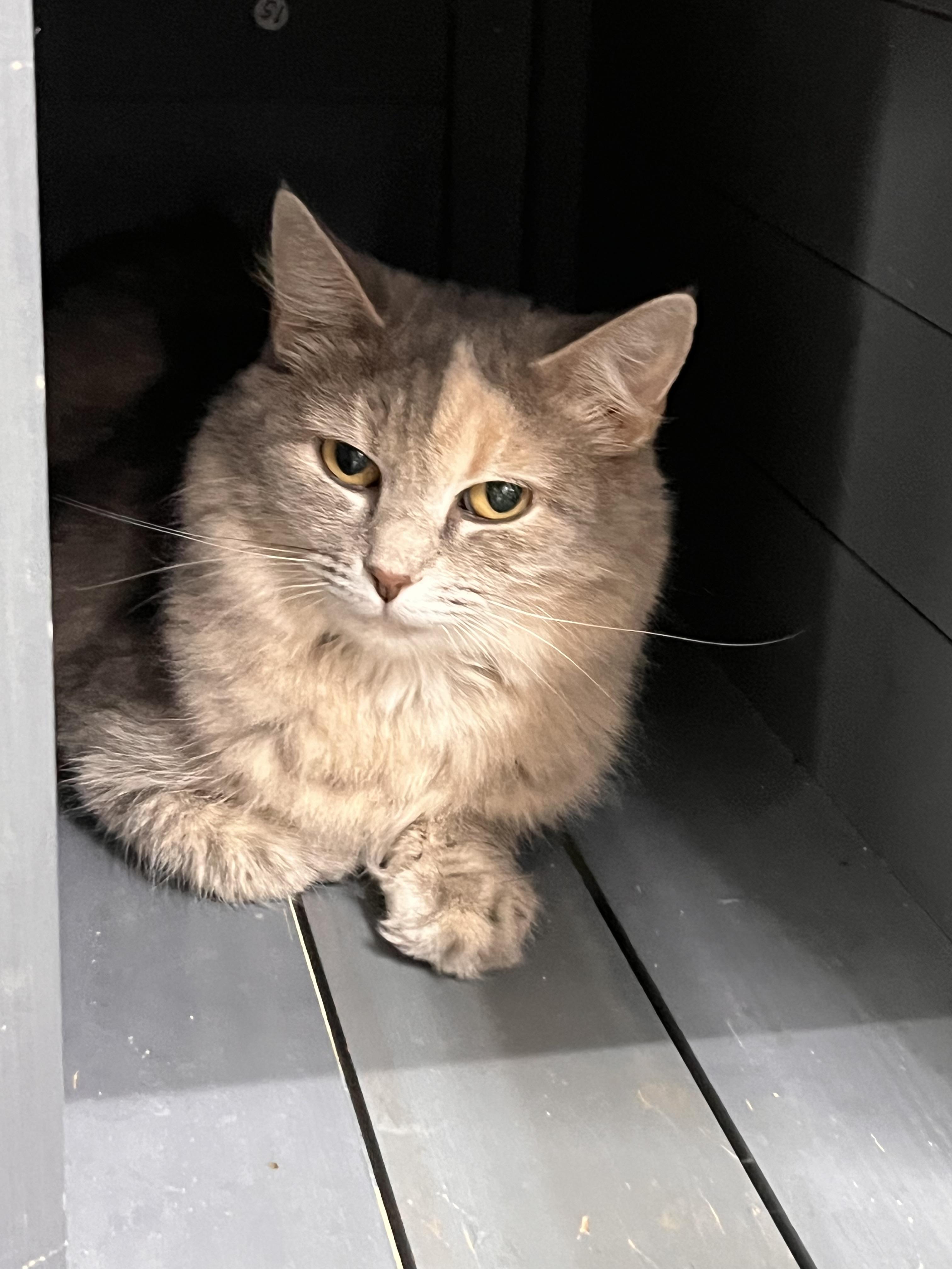 Enlarge Mae, a ADOPTABLE Domestic Long Hair in Maryville, TN image 3/3