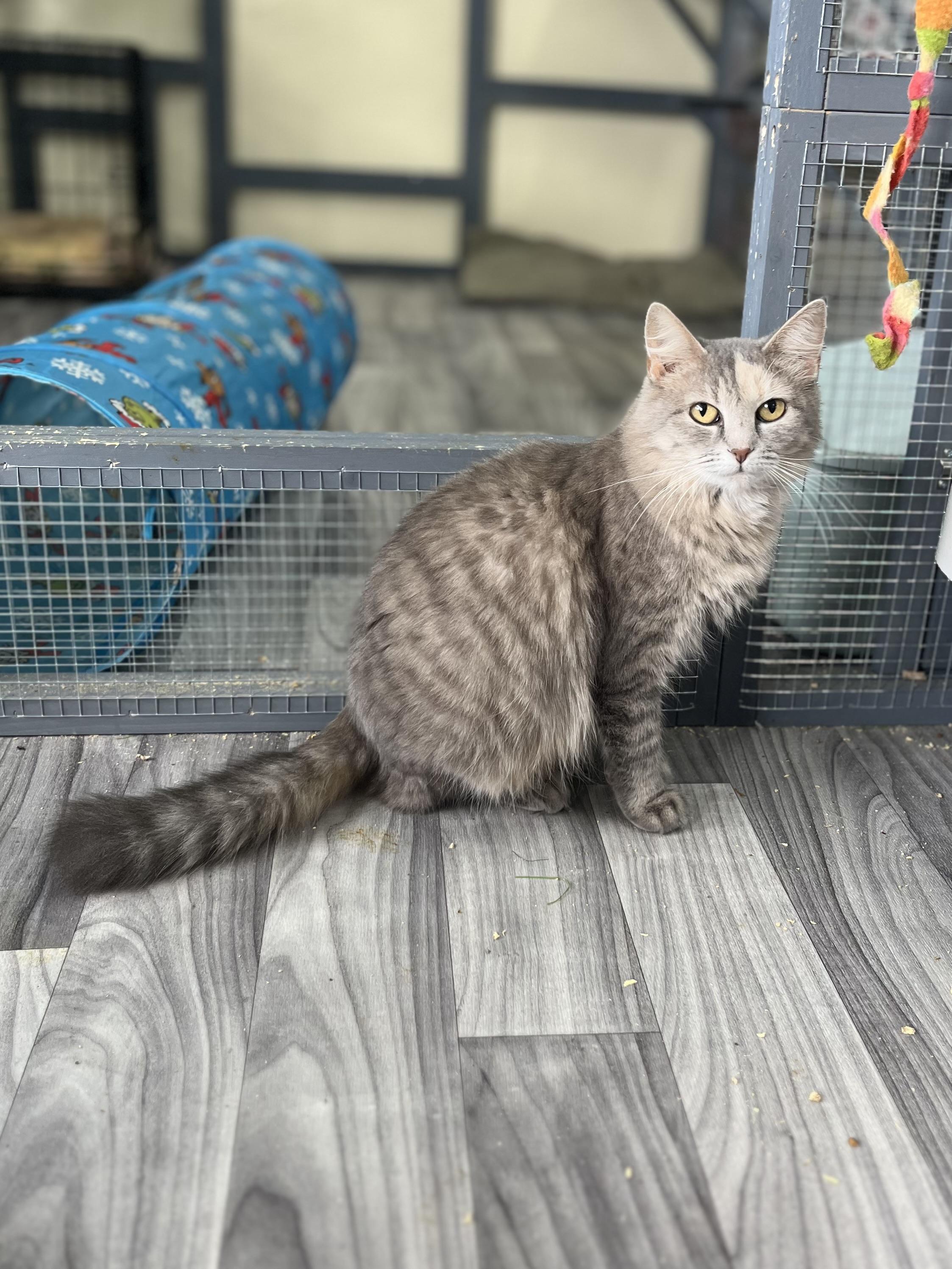 Enlarge Mae, a ADOPTABLE Domestic Long Hair in Maryville, TN image 2/3