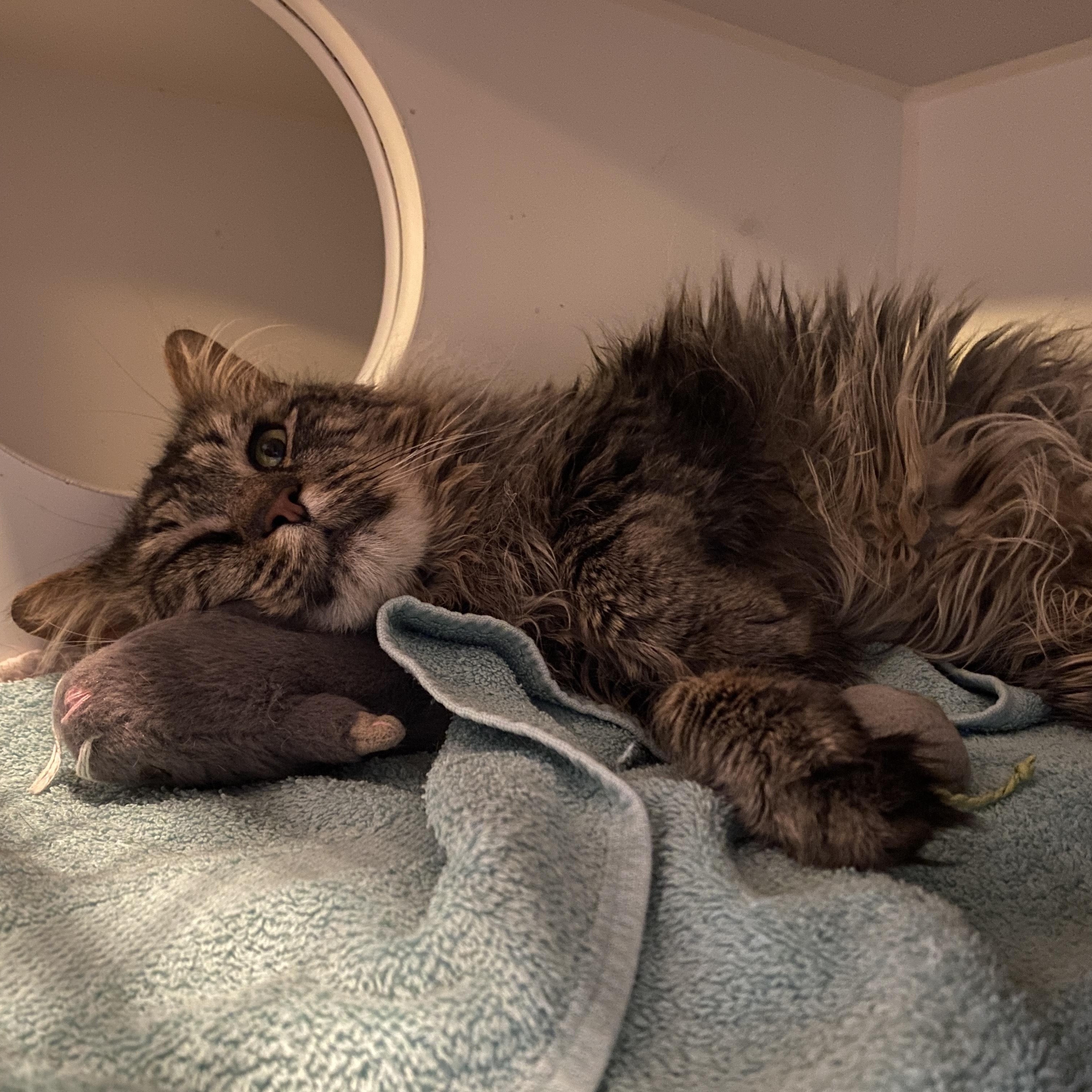 Nigel, an adoptable Domestic Medium Hair in Salisbury, MA image 2/6
