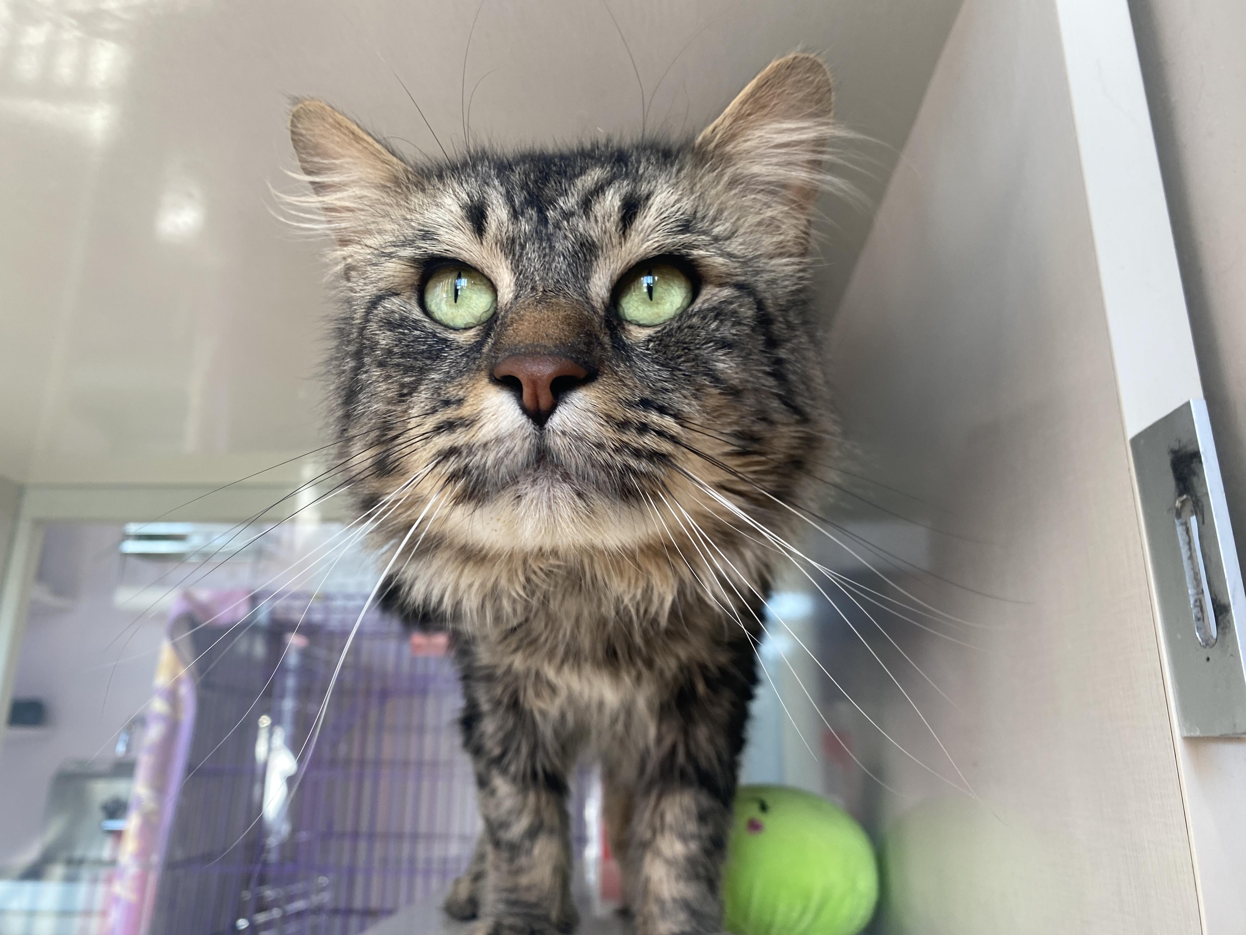 Nigel, ADOPTABLE, Adult Male Domestic Medium Hair.