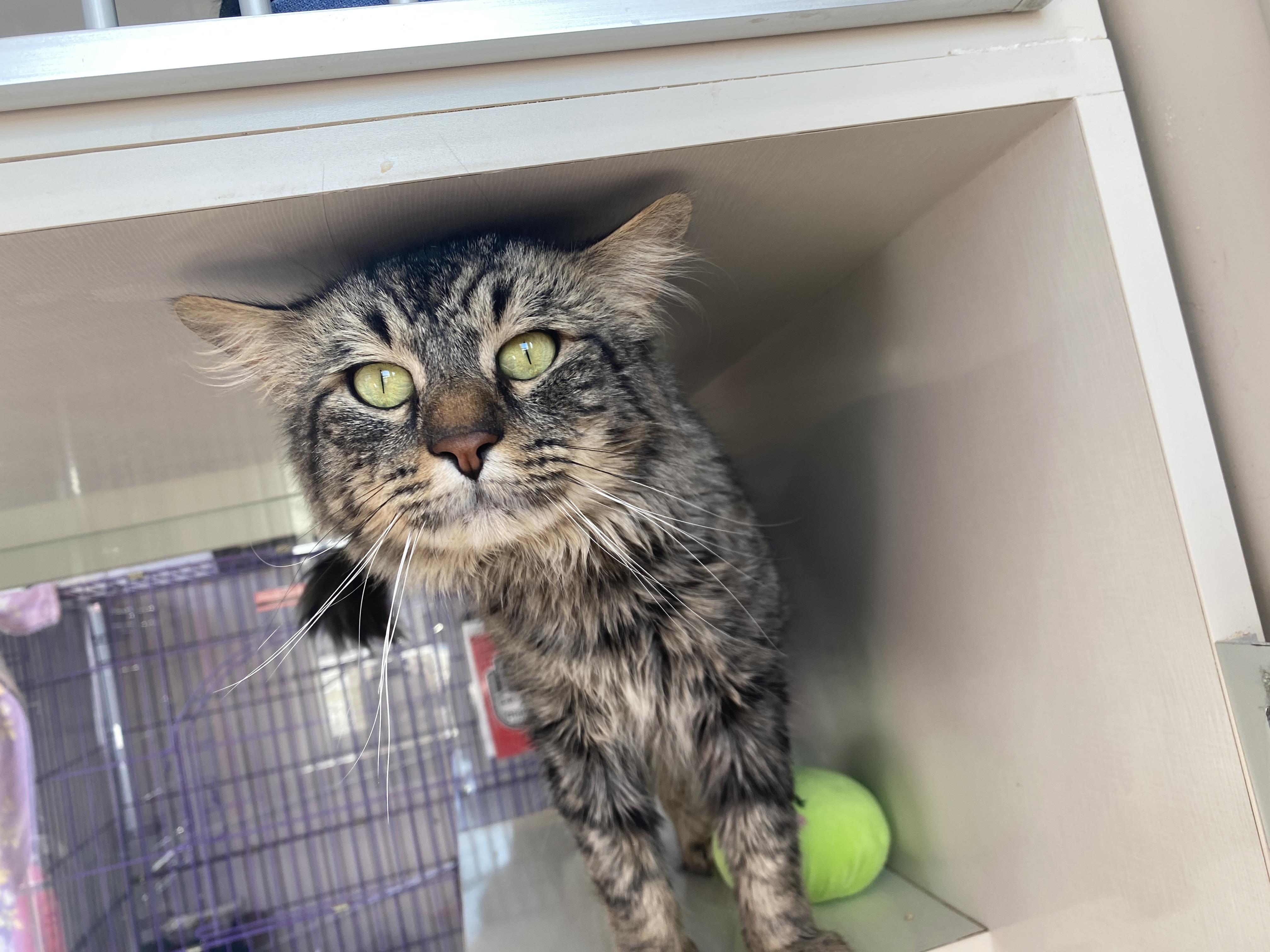 Enlarge Nigel, a ADOPTABLE Domestic Medium Hair in Salisbury, MA image 3/6