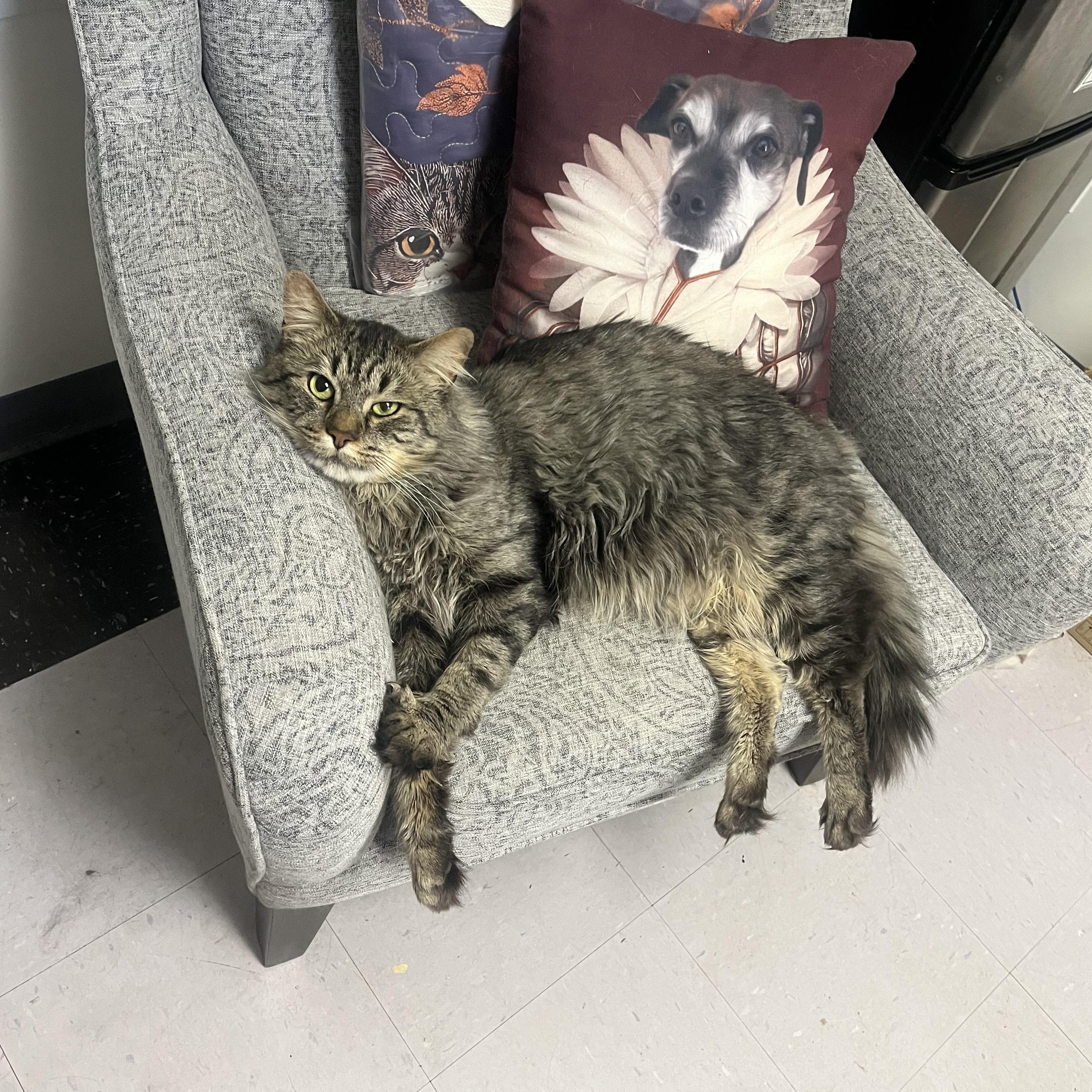 Nigel, adoptable, Adult Male Domestic Medium Hair.