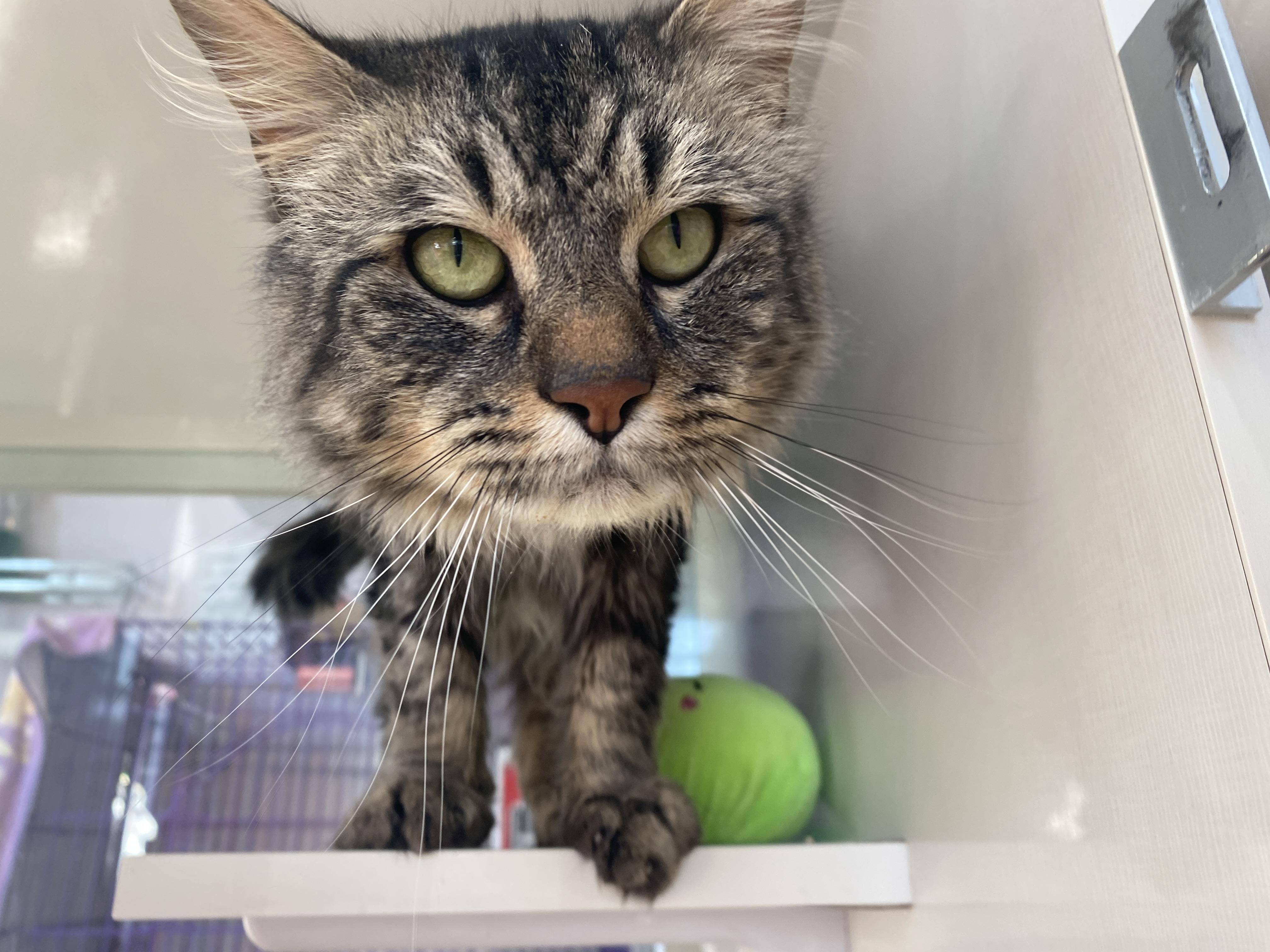 Enlarge Nigel, a ADOPTABLE Domestic Medium Hair in Salisbury, MA image 6/6