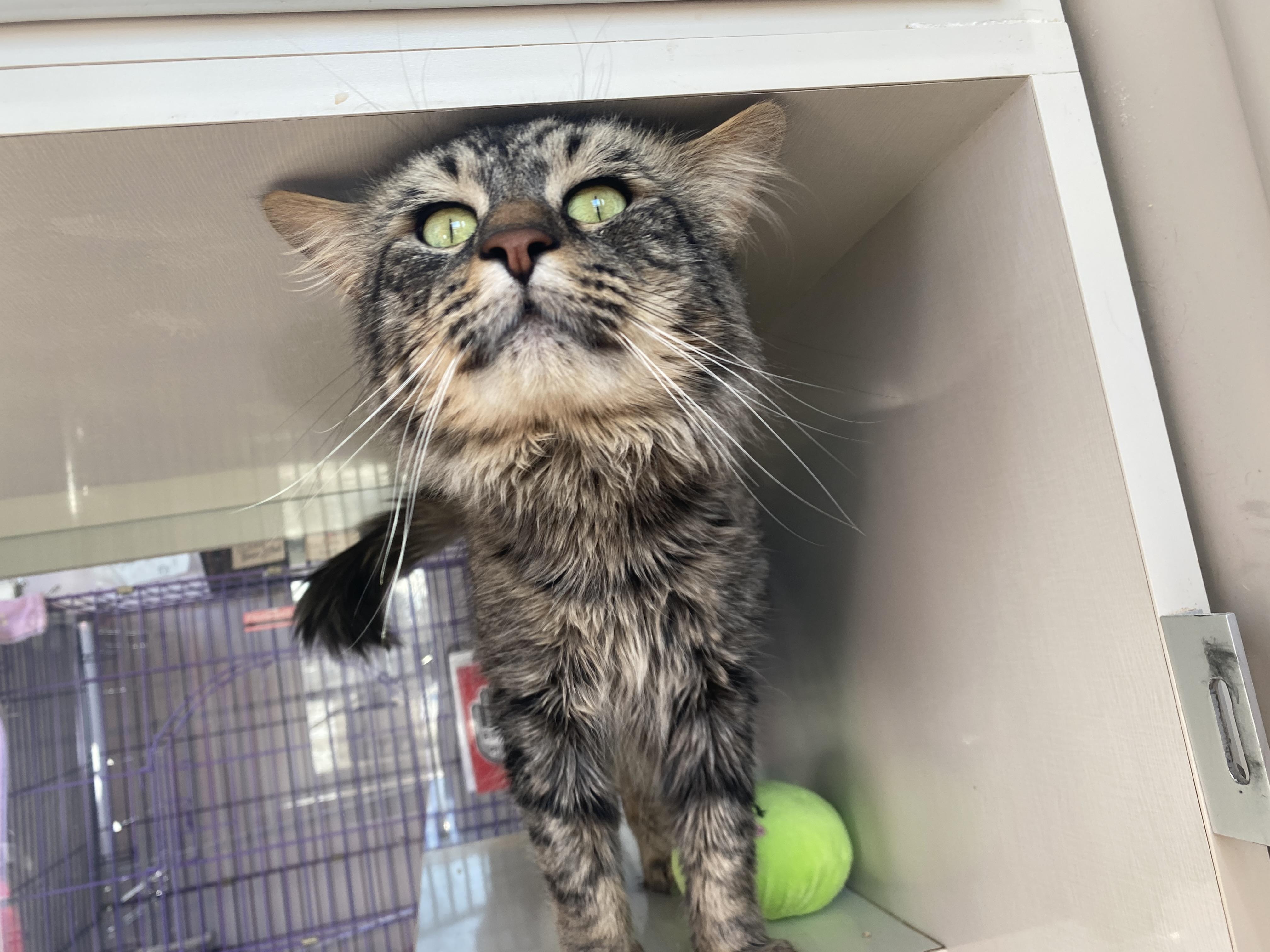 Enlarge Nigel, a ADOPTABLE Domestic Medium Hair in Salisbury, MA image 2/6