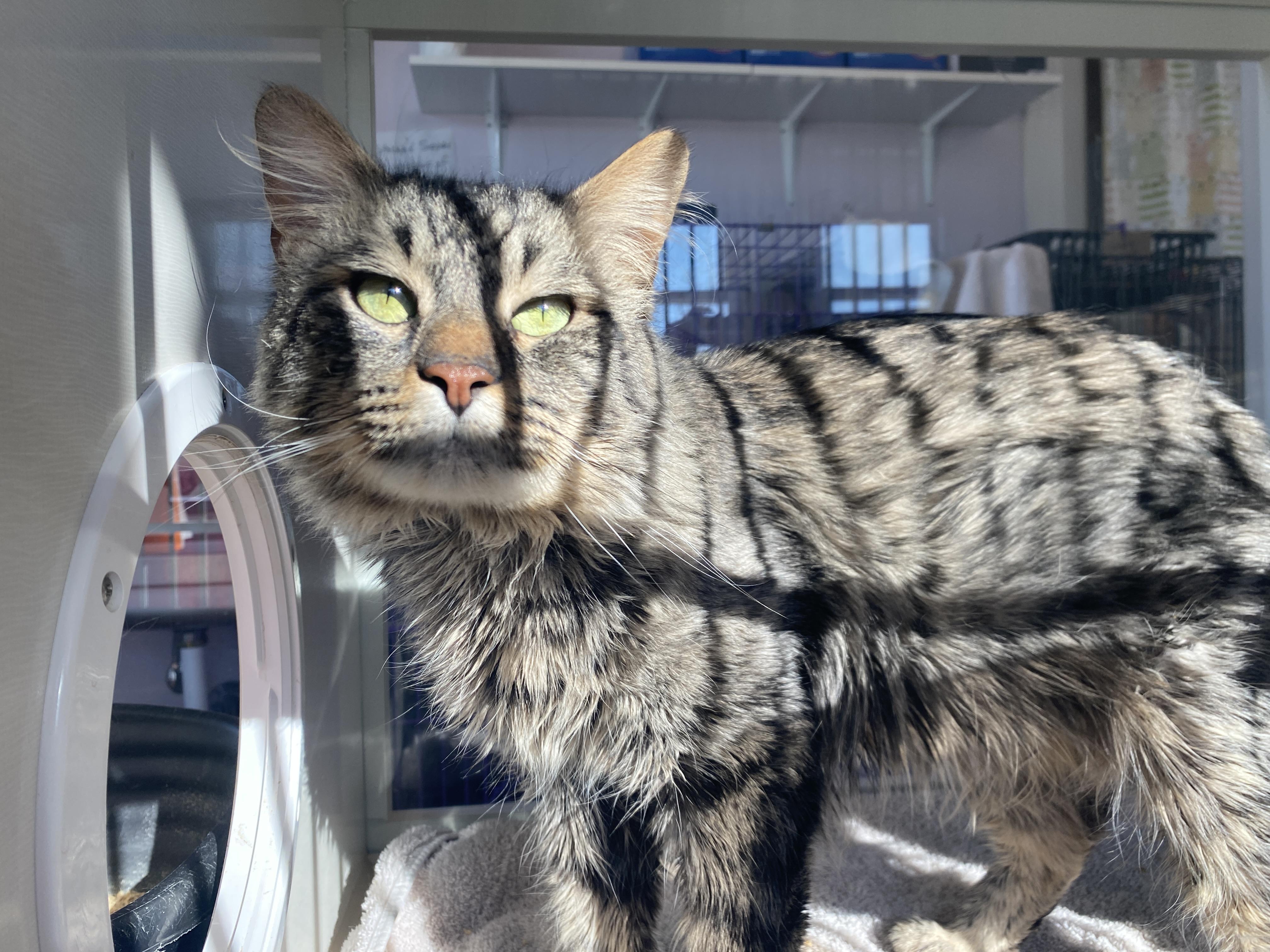 Enlarge Nigel, a ADOPTABLE Domestic Medium Hair in Salisbury, MA image 5/6